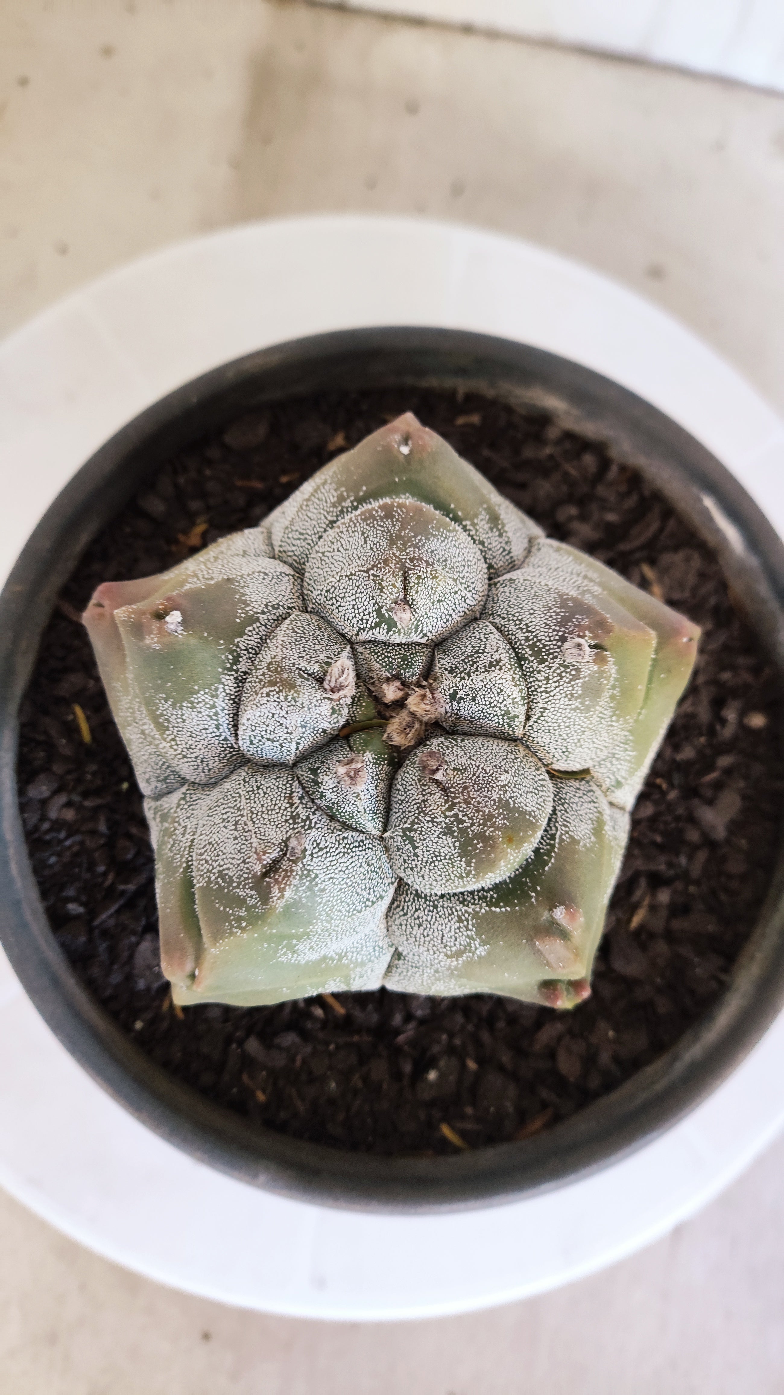 MATRIZ ASTROPHYTUM cv KIKKO   Nº 1077 – vaso 15