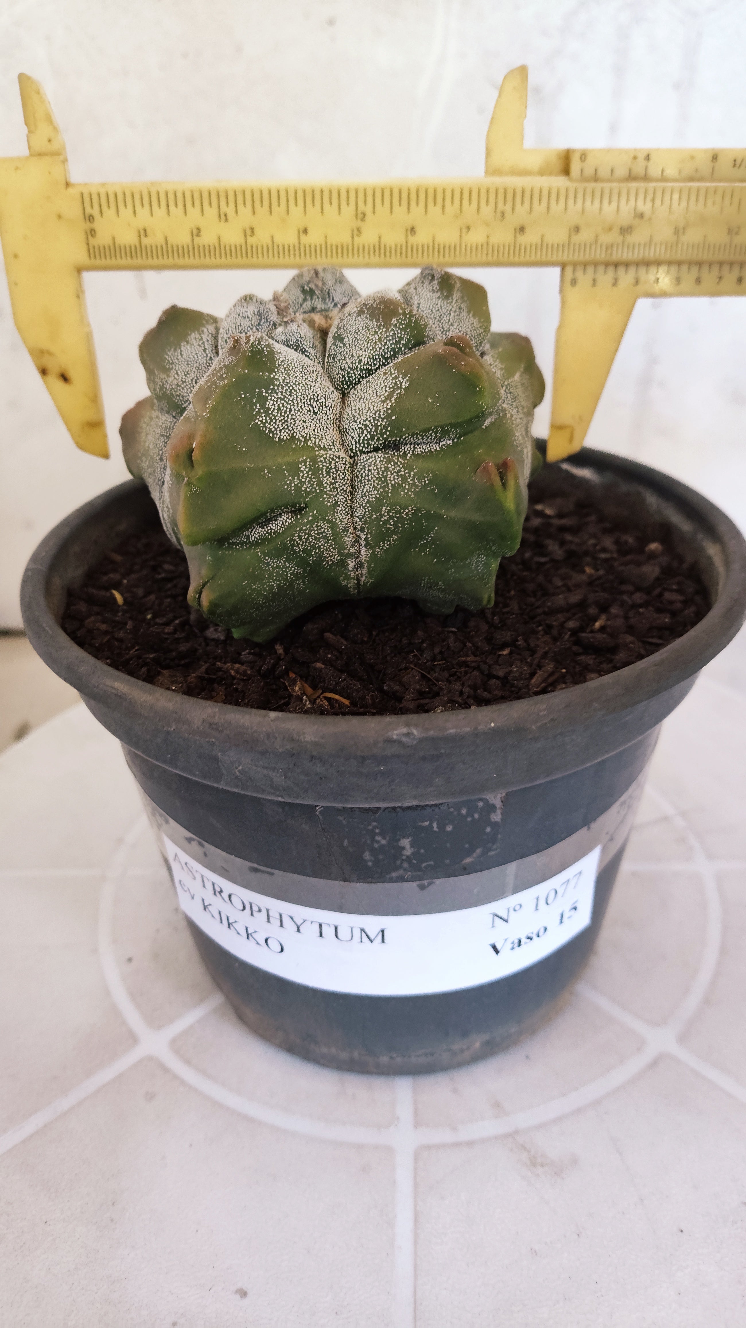 MATRIZ ASTROPHYTUM cv KIKKO   Nº 1077 – vaso 15