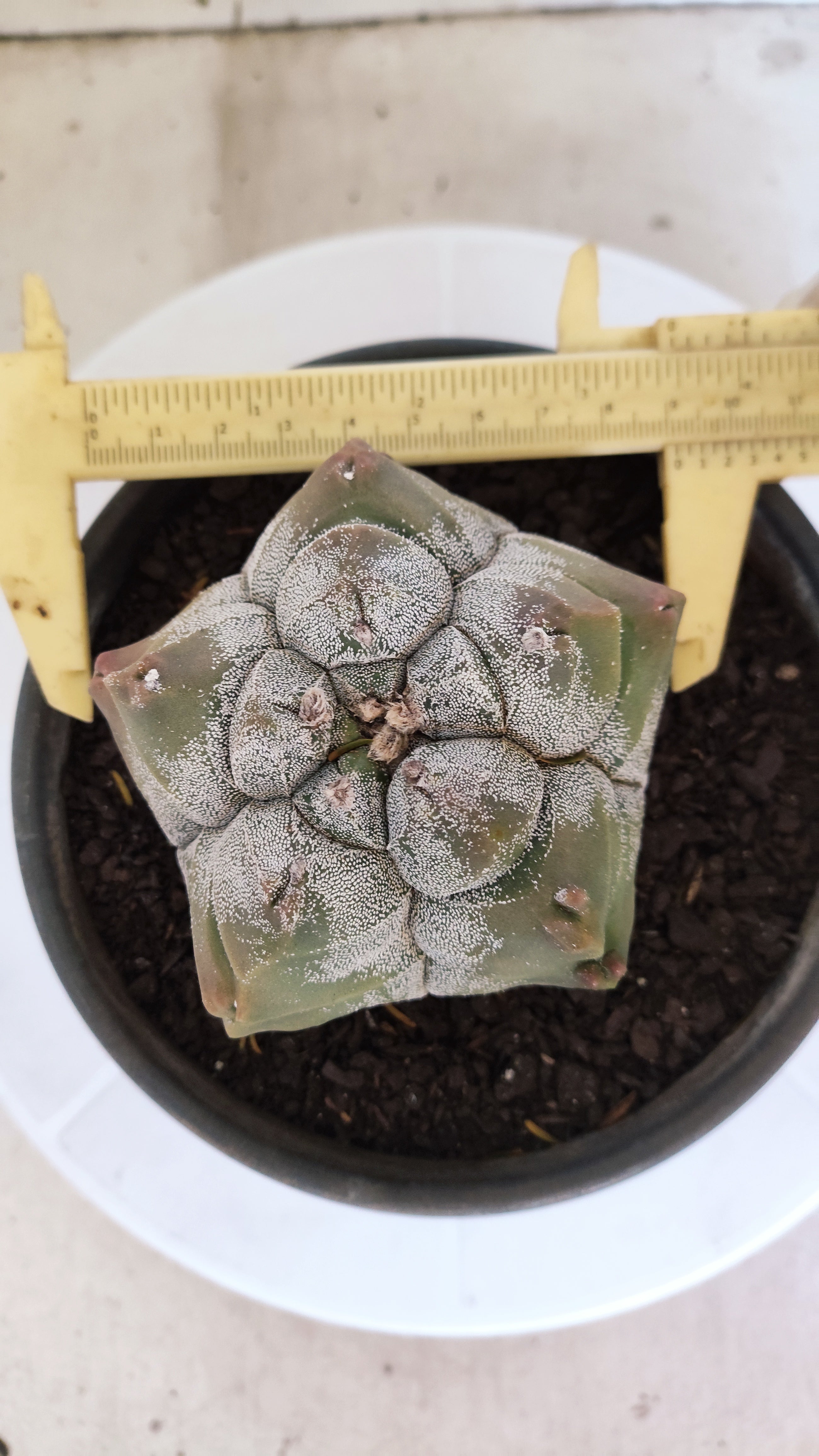 MATRIZ ASTROPHYTUM cv KIKKO   Nº 1077 – vaso 15