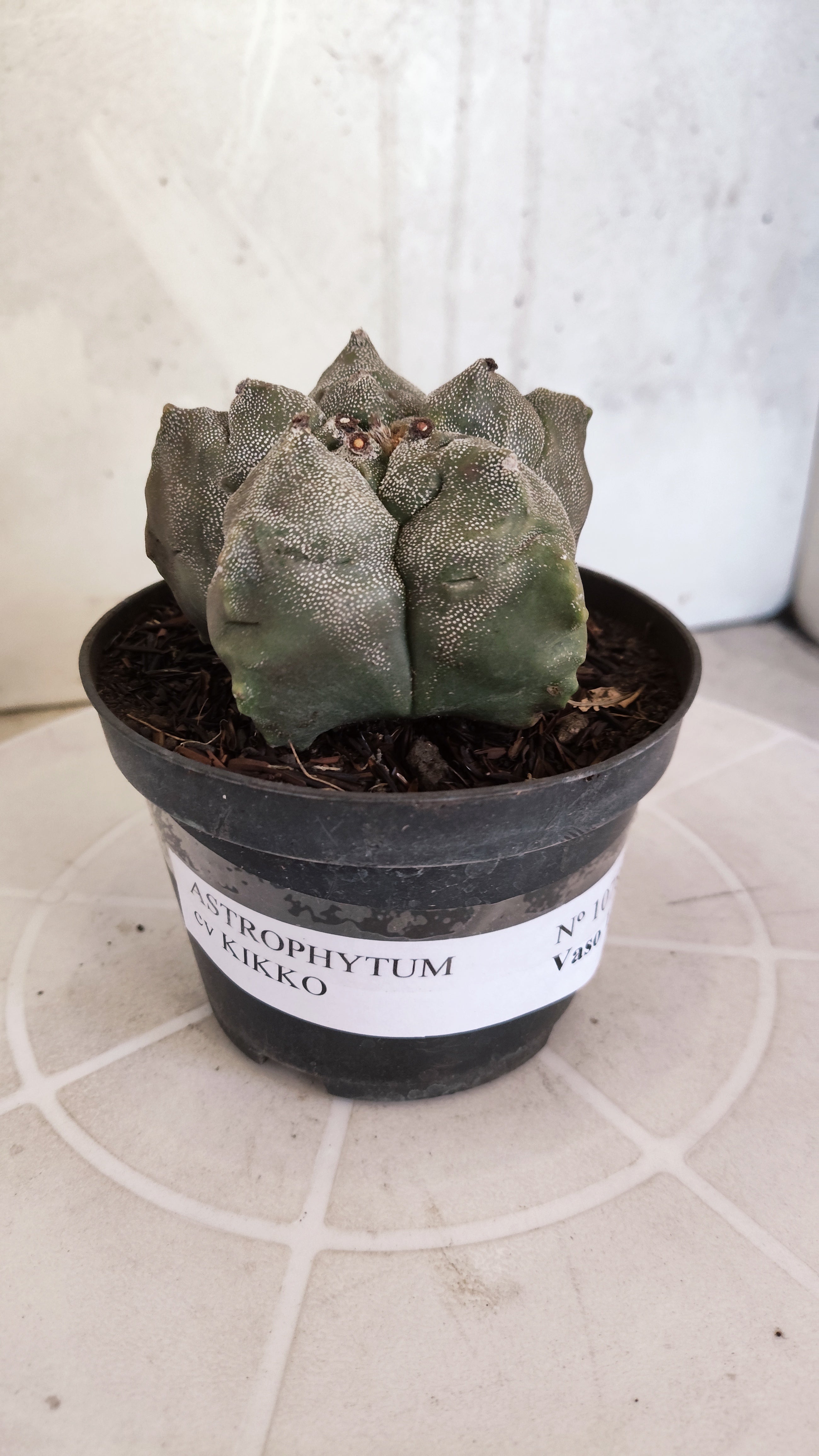 MATRIZ ASTROPHYTUM cv KIKKO   Nº 1078 – vaso 11