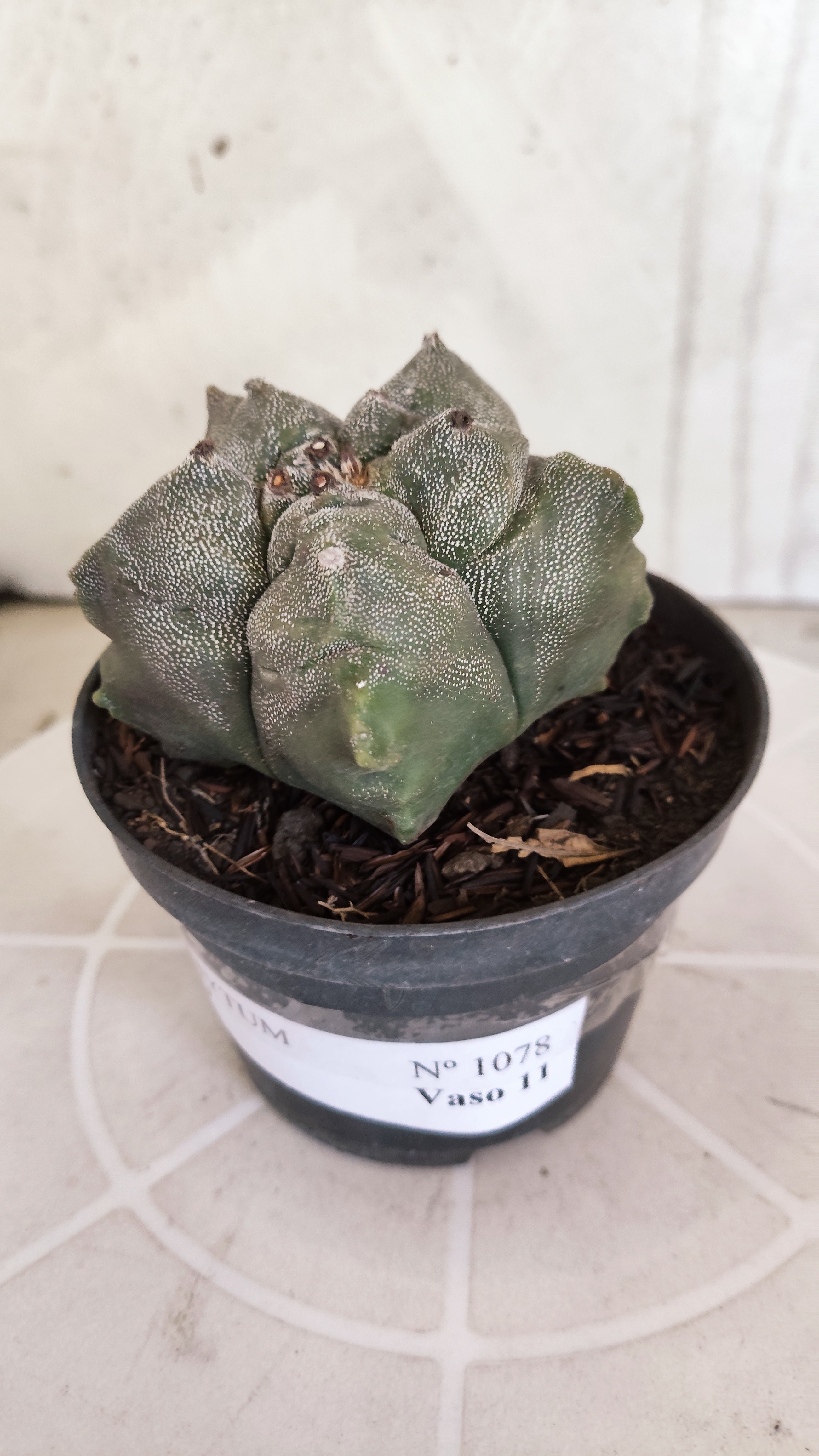 MATRIZ ASTROPHYTUM cv KIKKO   Nº 1078 – vaso 11