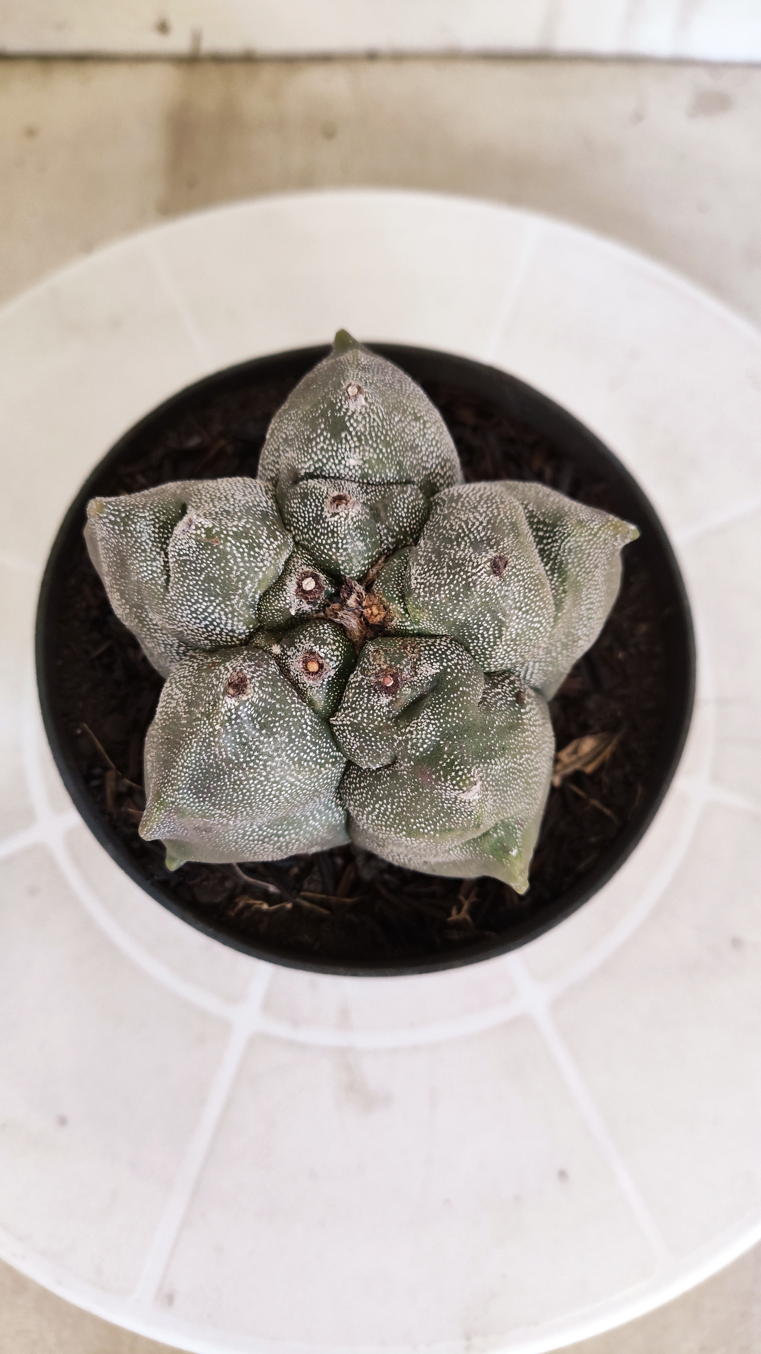 MATRIZ ASTROPHYTUM cv KIKKO   Nº 1078 – vaso 11