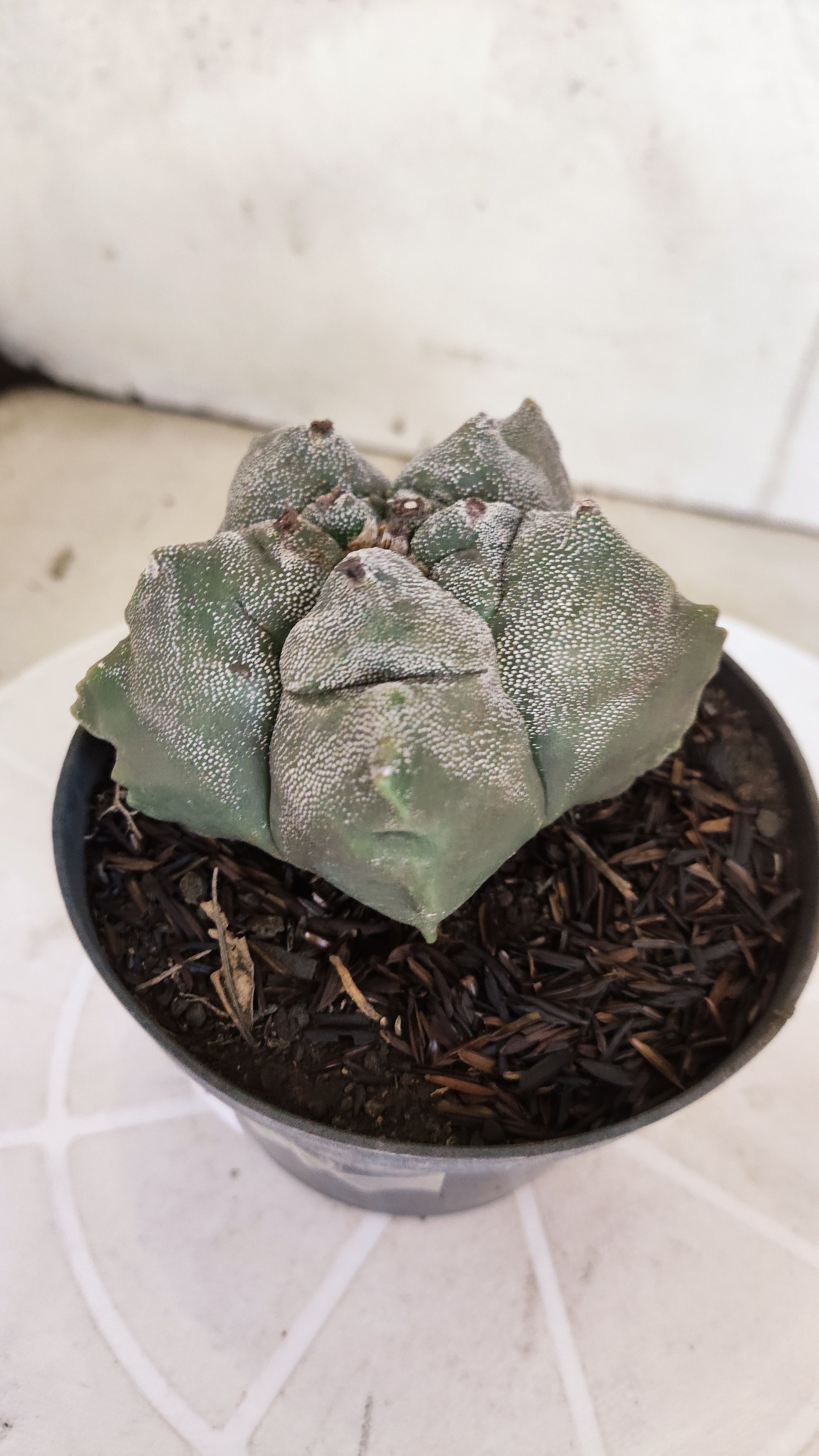 MATRIZ ASTROPHYTUM cv KIKKO   Nº 1078 – vaso 11
