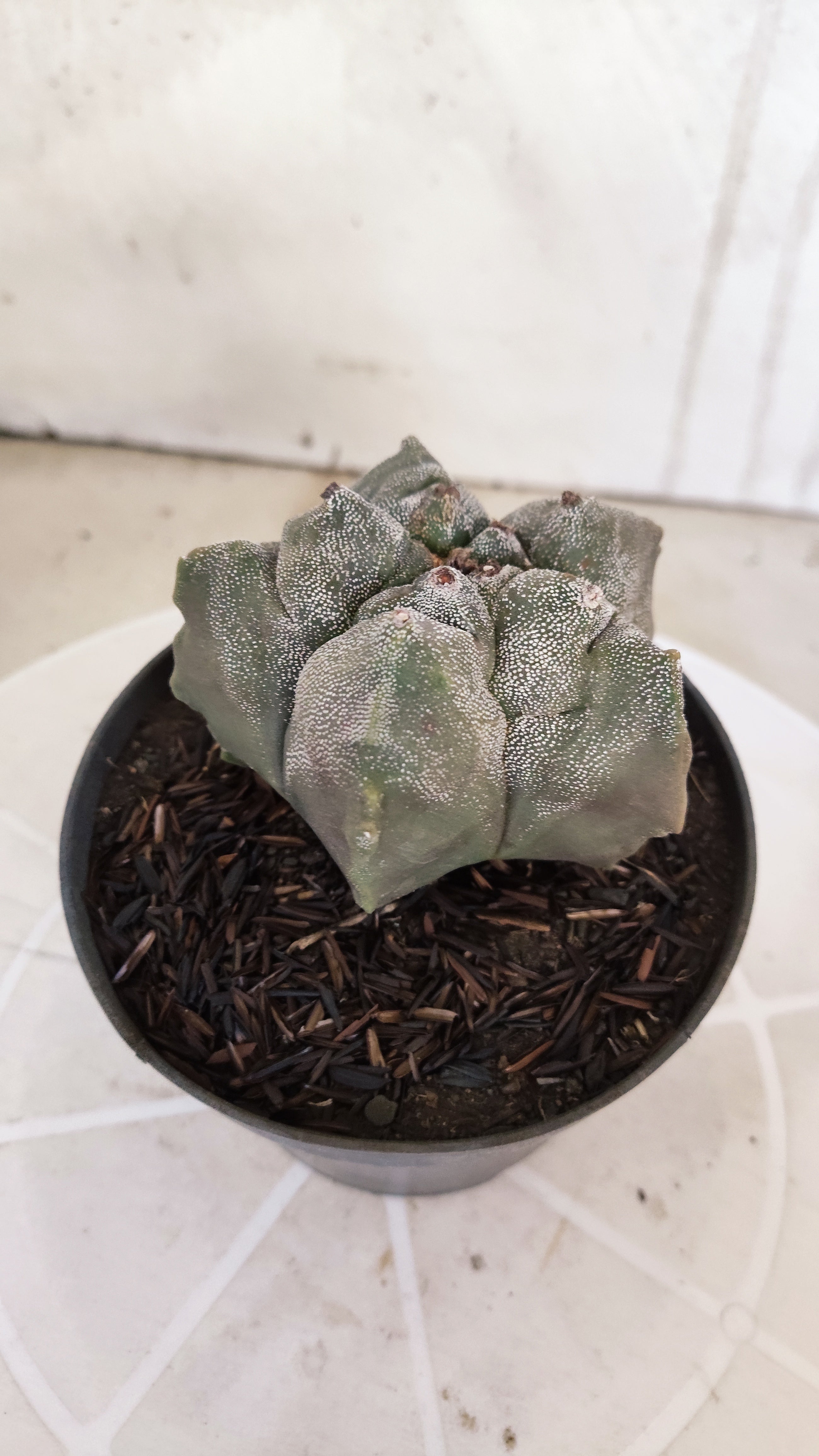 MATRIZ ASTROPHYTUM cv KIKKO   Nº 1078 – vaso 11