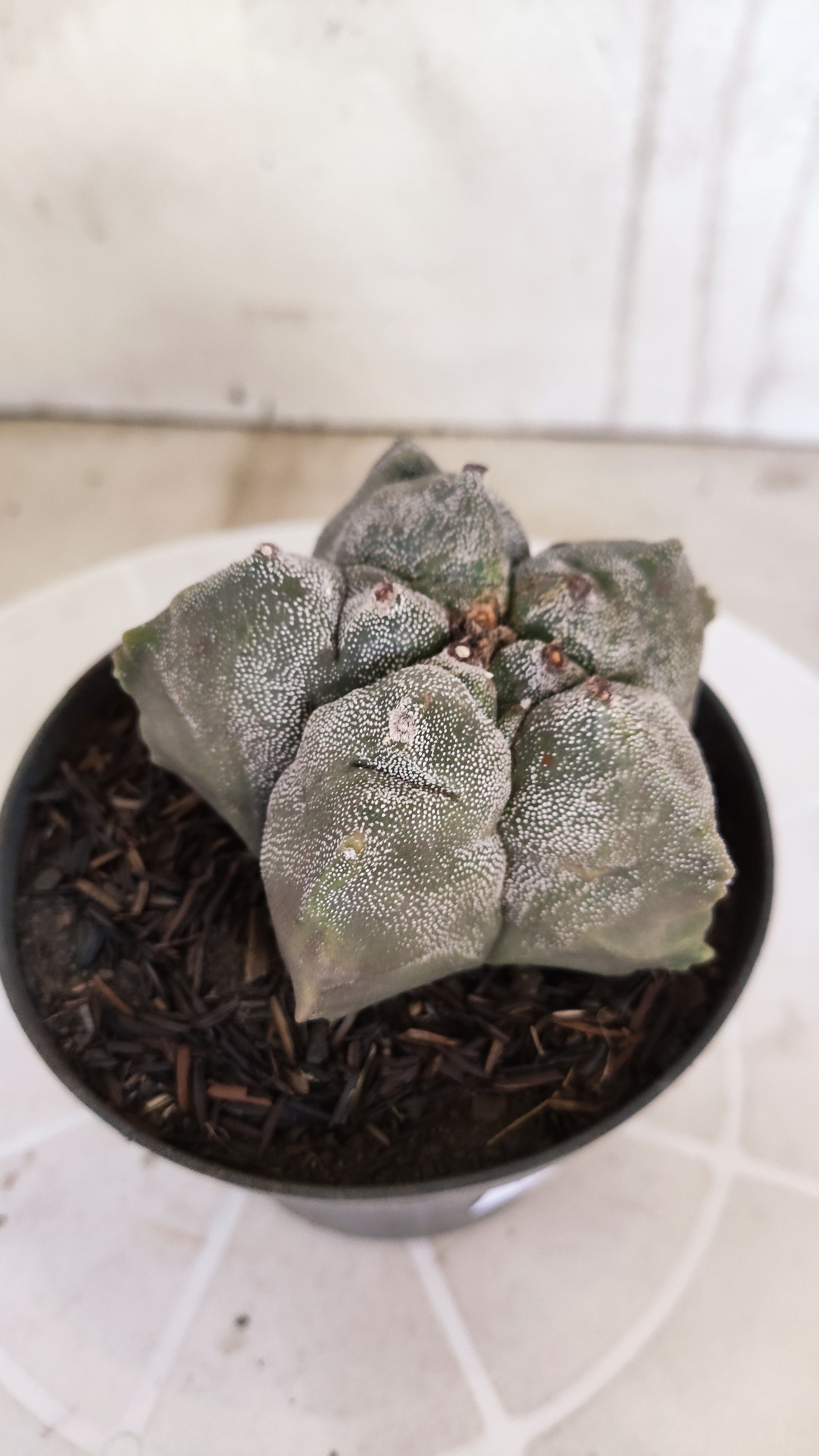 MATRIZ ASTROPHYTUM cv KIKKO   Nº 1078 – vaso 11