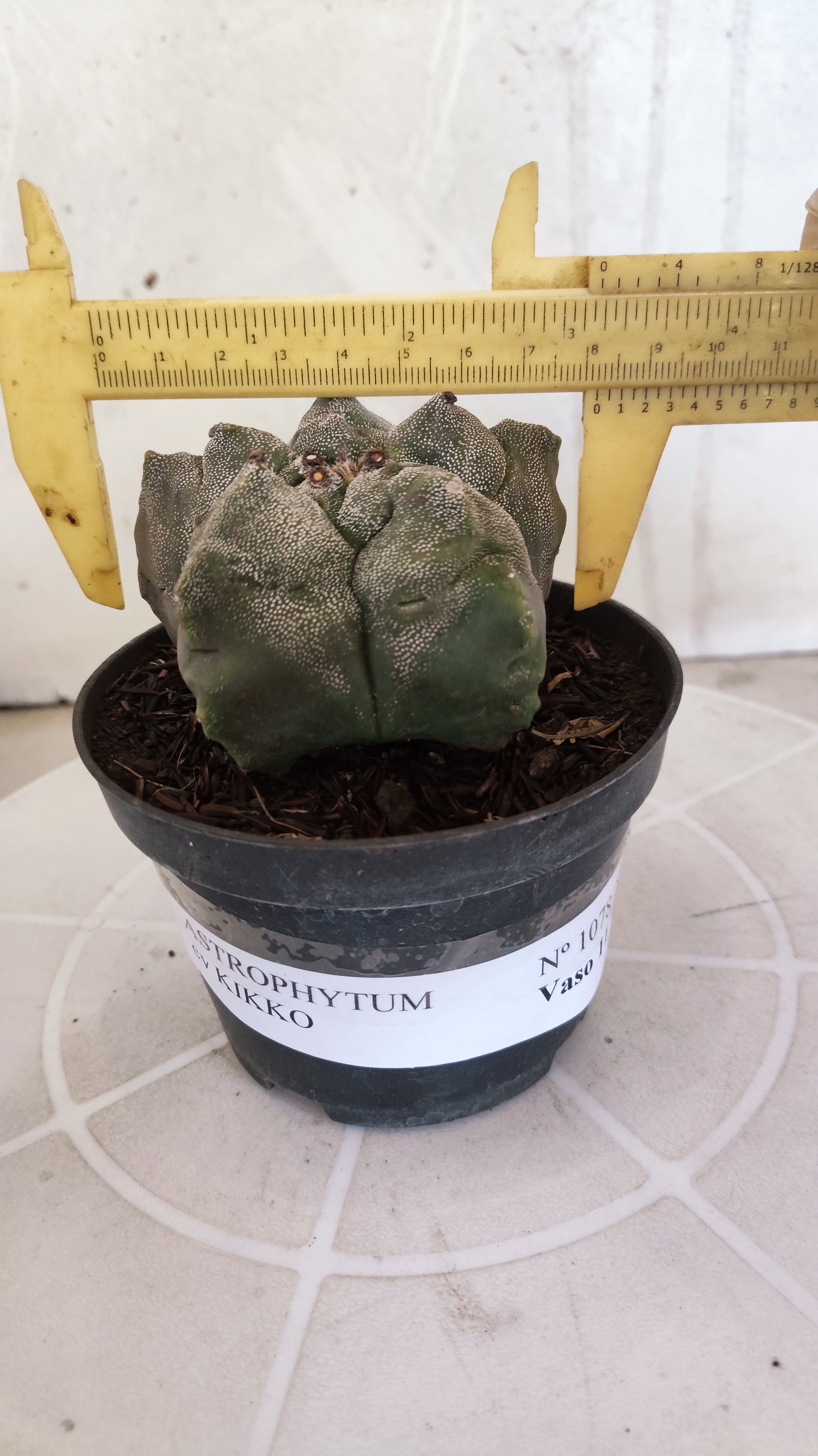 MATRIZ ASTROPHYTUM cv KIKKO   Nº 1078 – vaso 11