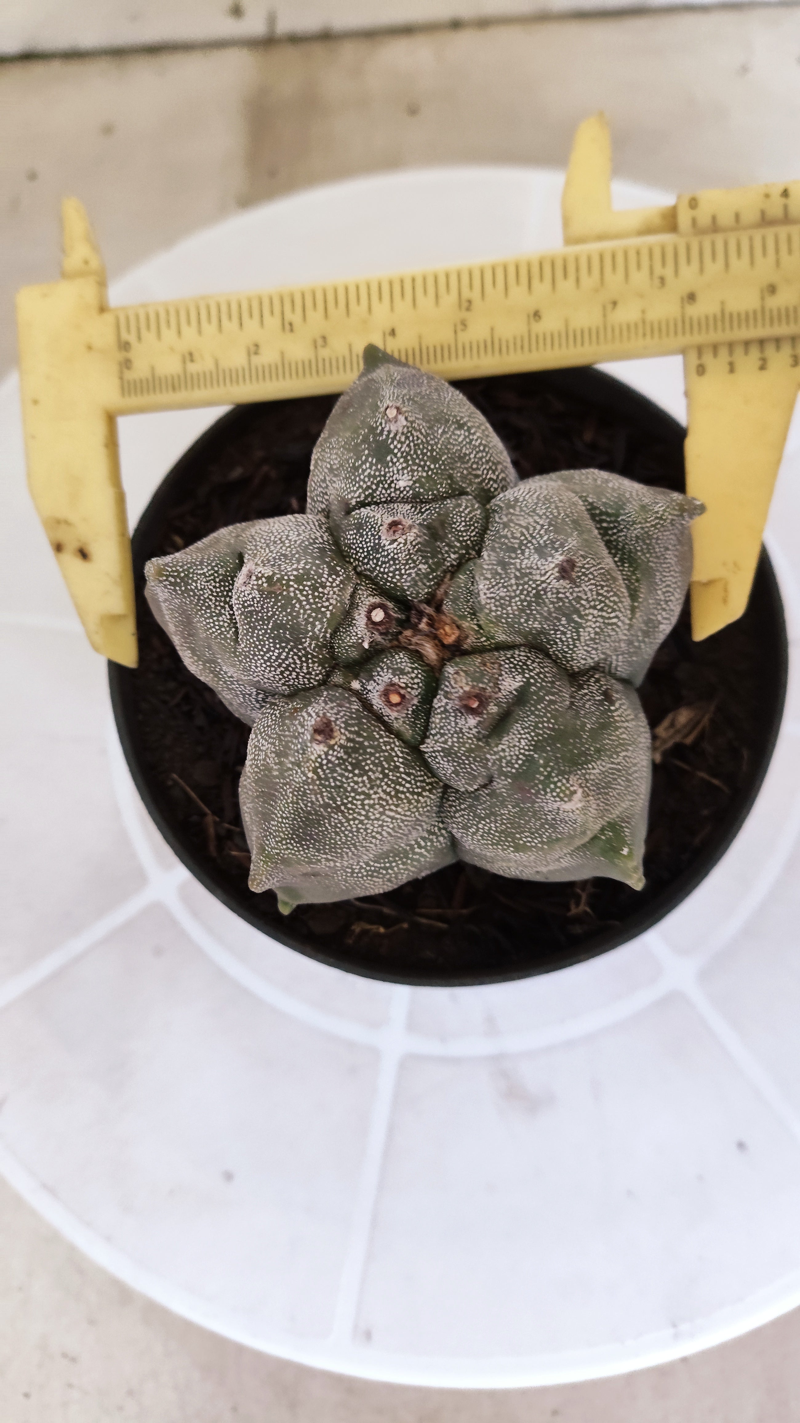 MATRIZ ASTROPHYTUM cv KIKKO   Nº 1078 – vaso 11