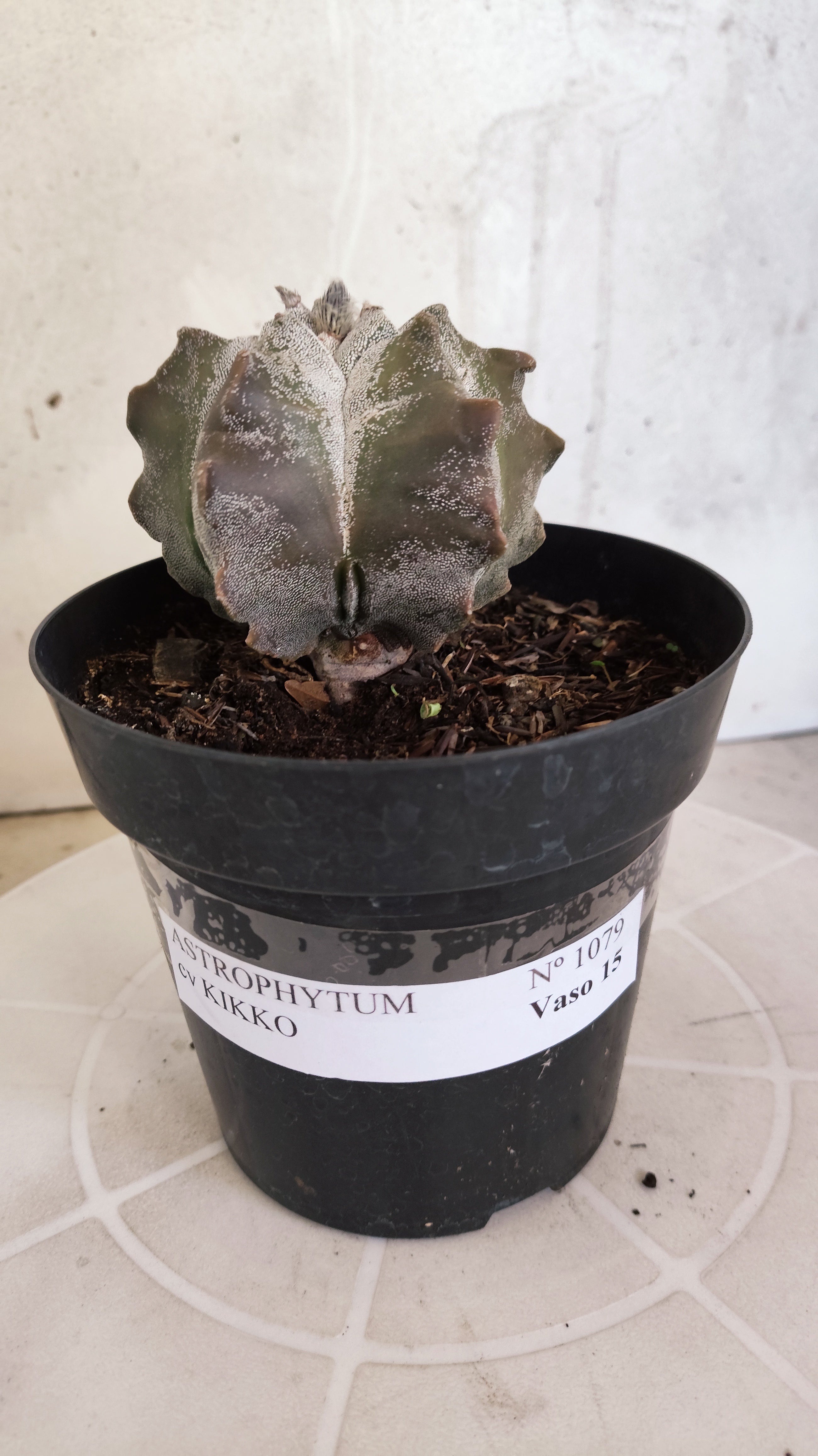 MATRIZ ASTROPHYTUM cv KIKKO   Nº 1079 – vaso 15