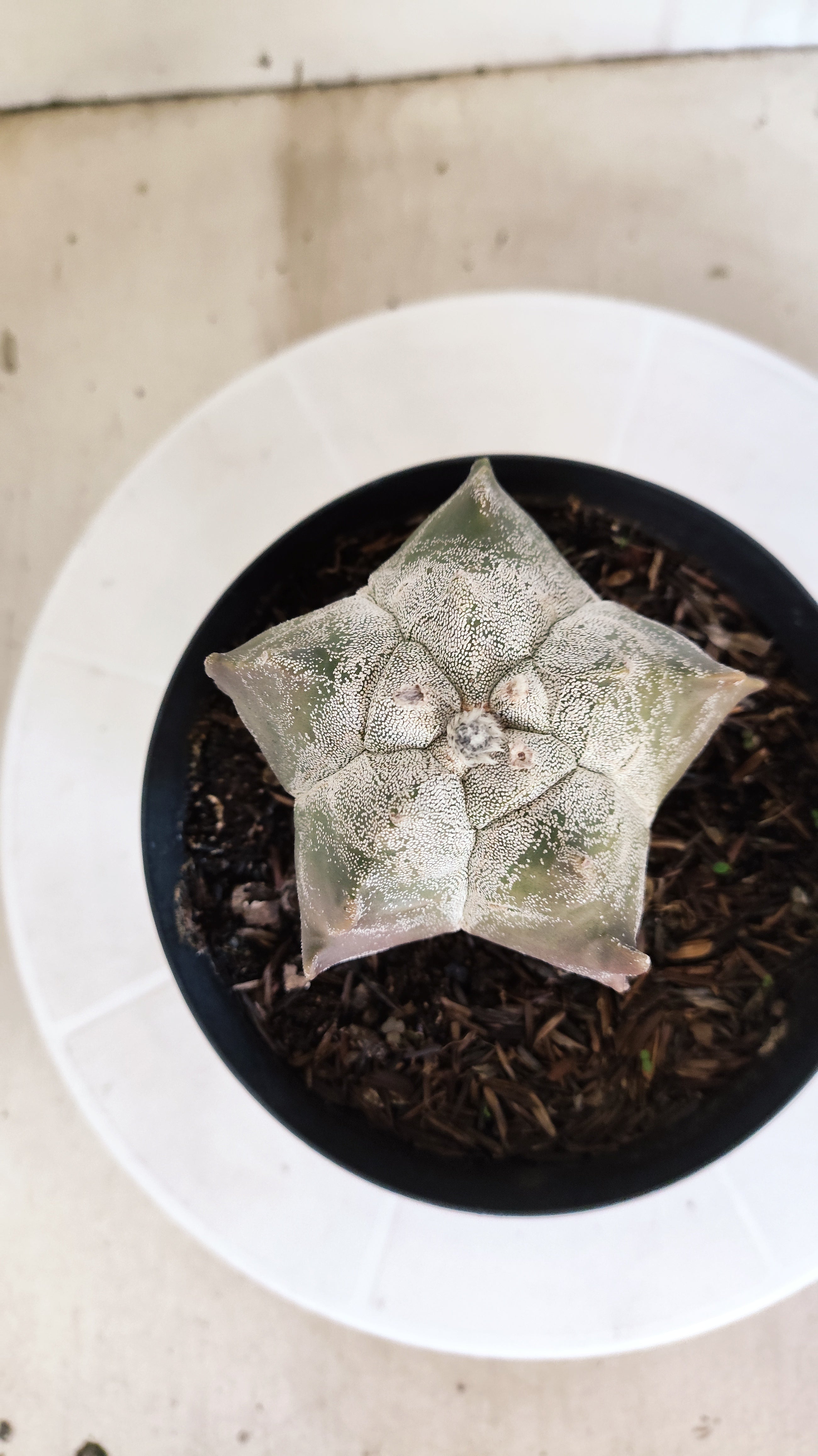 MATRIZ ASTROPHYTUM cv KIKKO   Nº 1079 – vaso 15