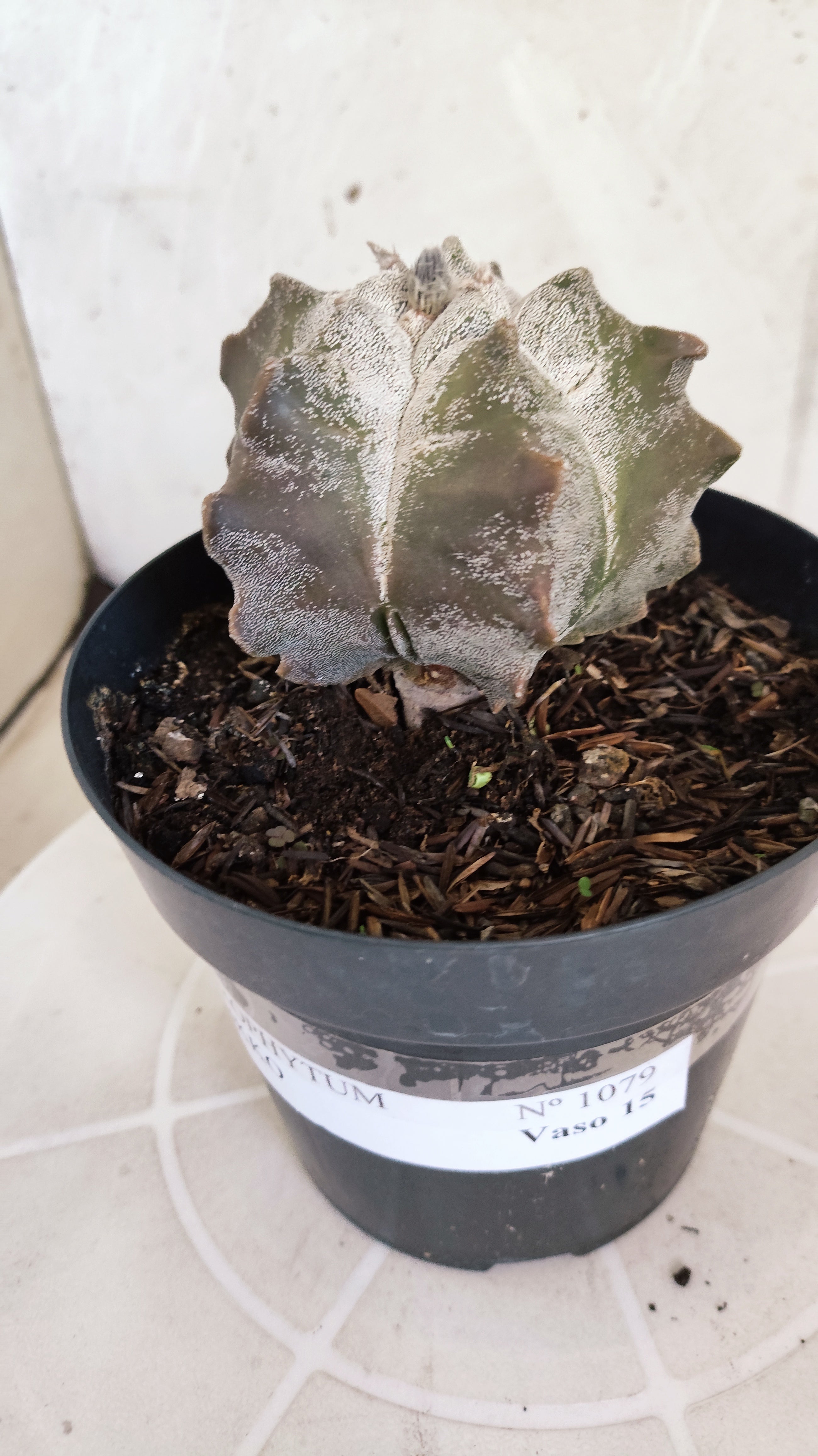MATRIZ ASTROPHYTUM cv KIKKO   Nº 1079 – vaso 15