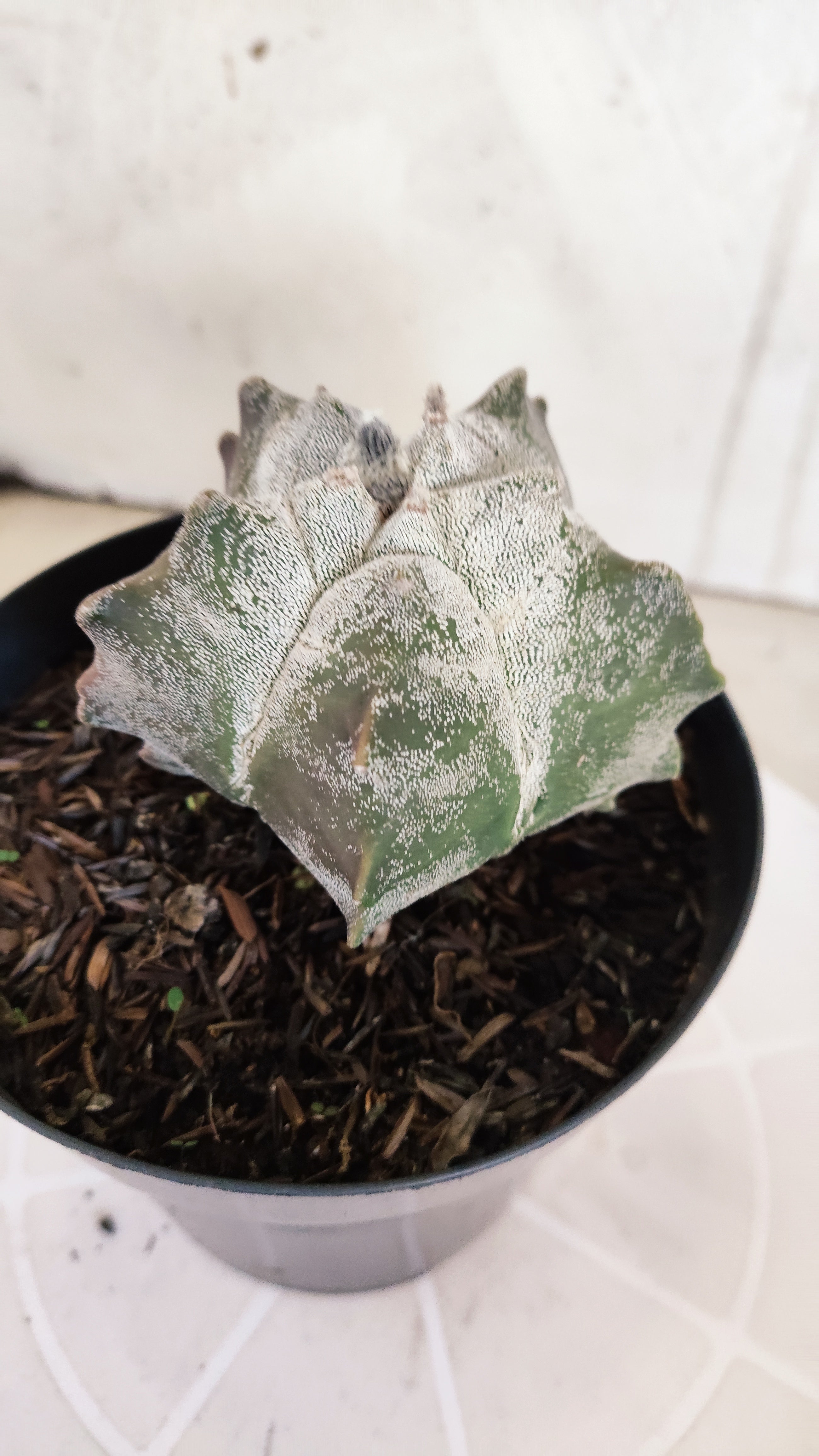 MATRIZ ASTROPHYTUM cv KIKKO   Nº 1079 – vaso 15