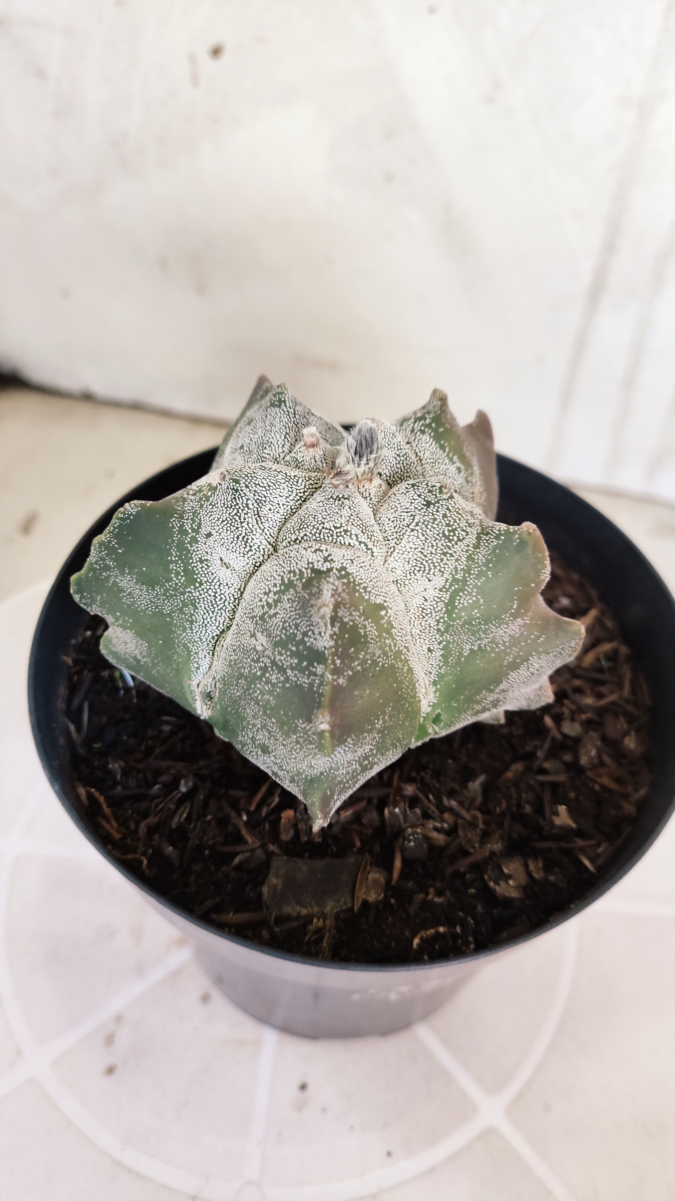 MATRIZ ASTROPHYTUM cv KIKKO   Nº 1079 – vaso 15