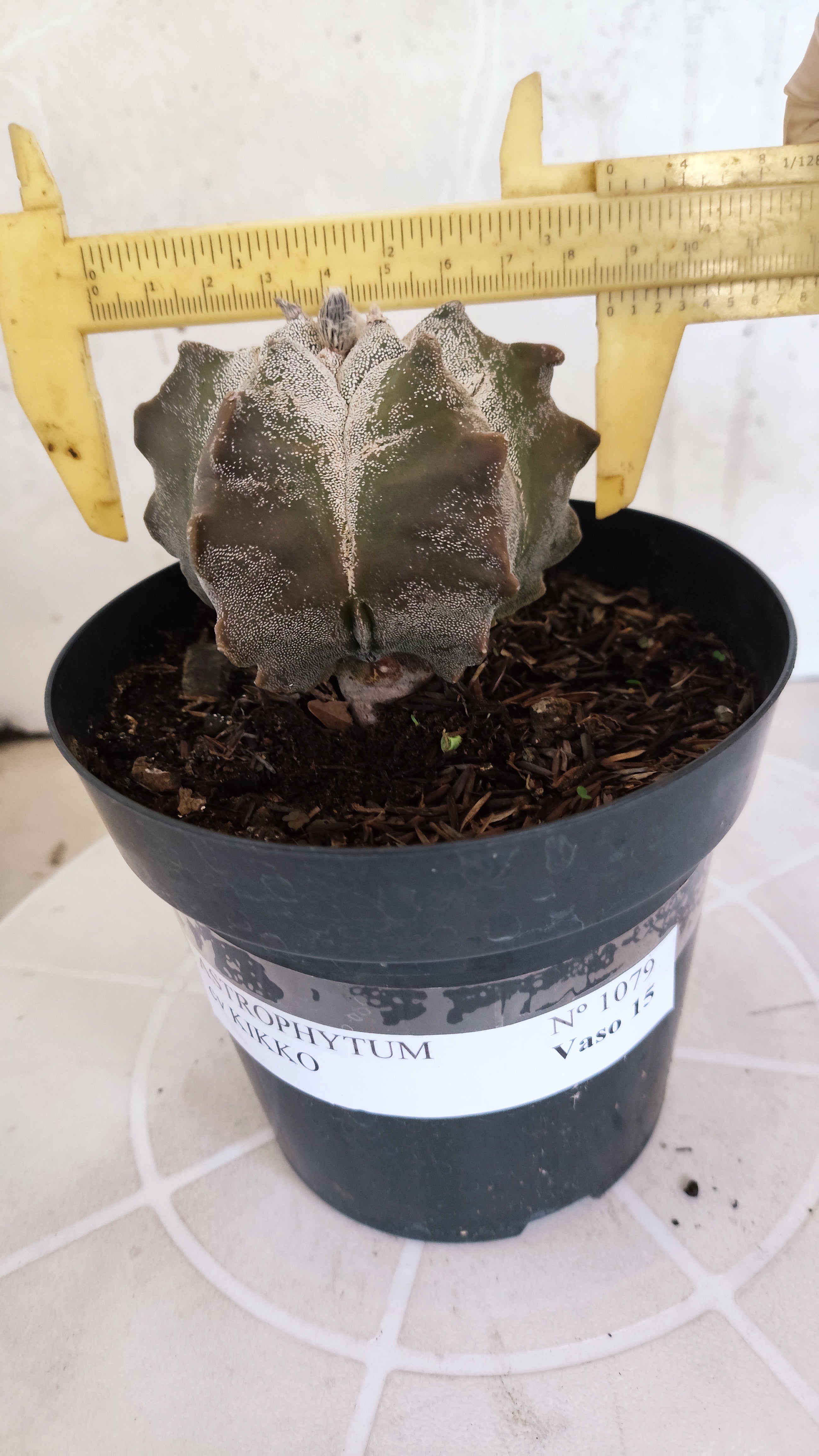 MATRIZ ASTROPHYTUM cv KIKKO   Nº 1079 – vaso 15