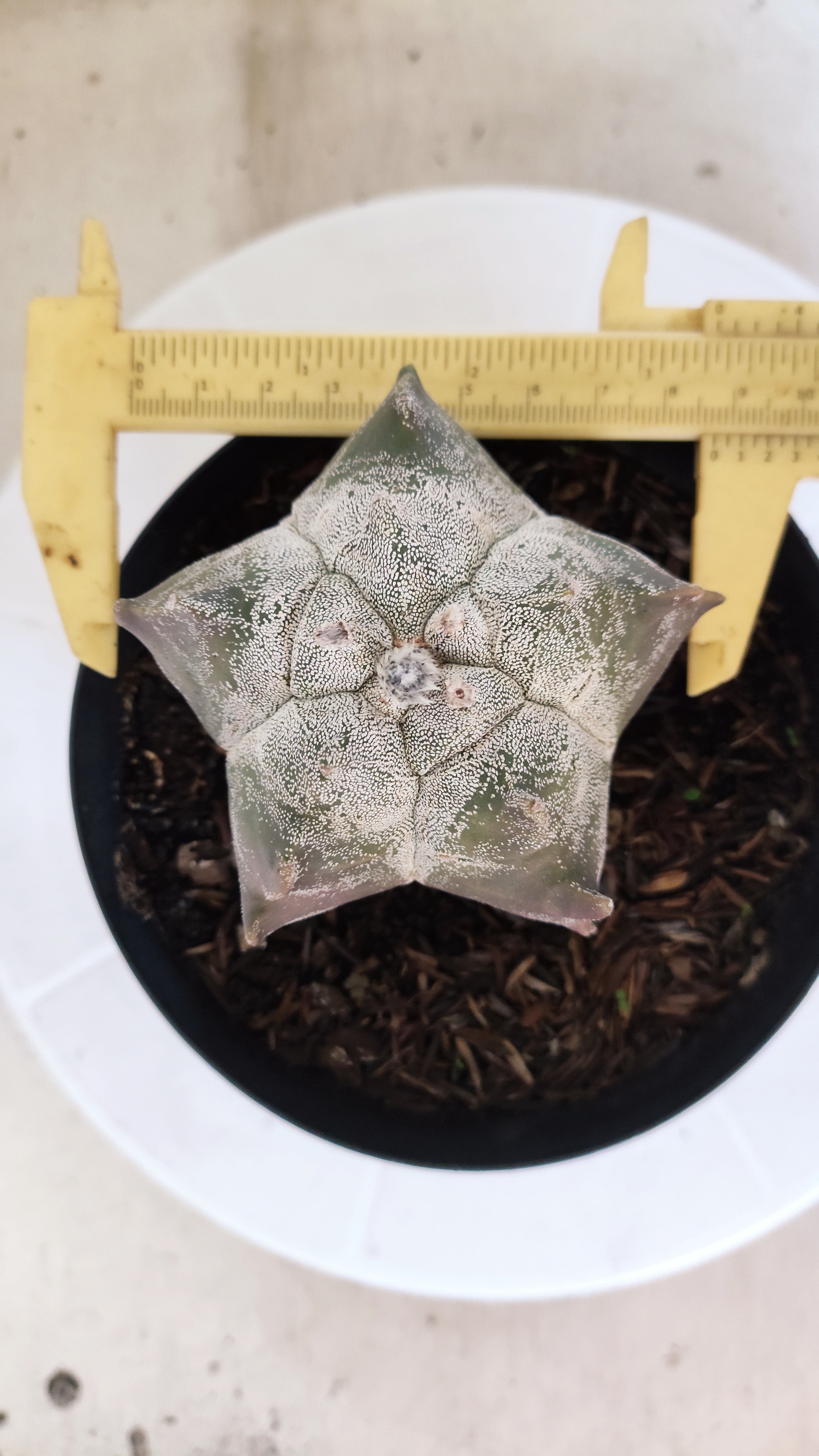 MATRIZ ASTROPHYTUM cv KIKKO   Nº 1079 – vaso 15
