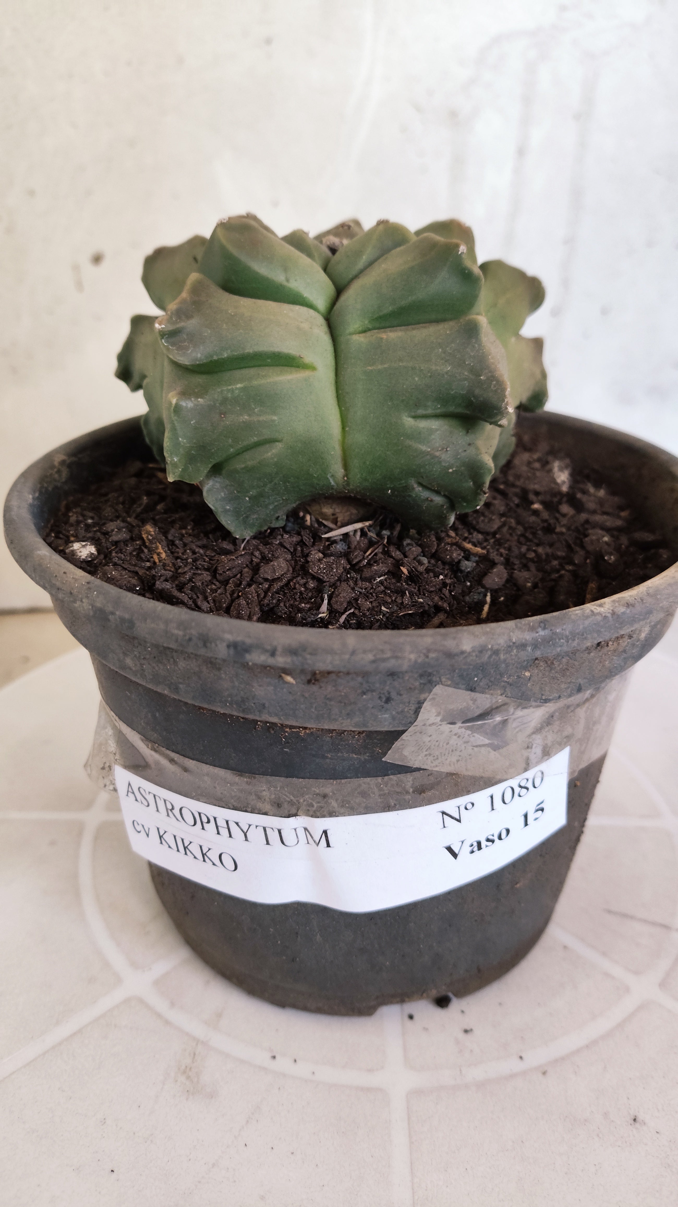 MATRIZ ASTROPHYTUM cv KIKKO   Nº 1080 – vaso 15