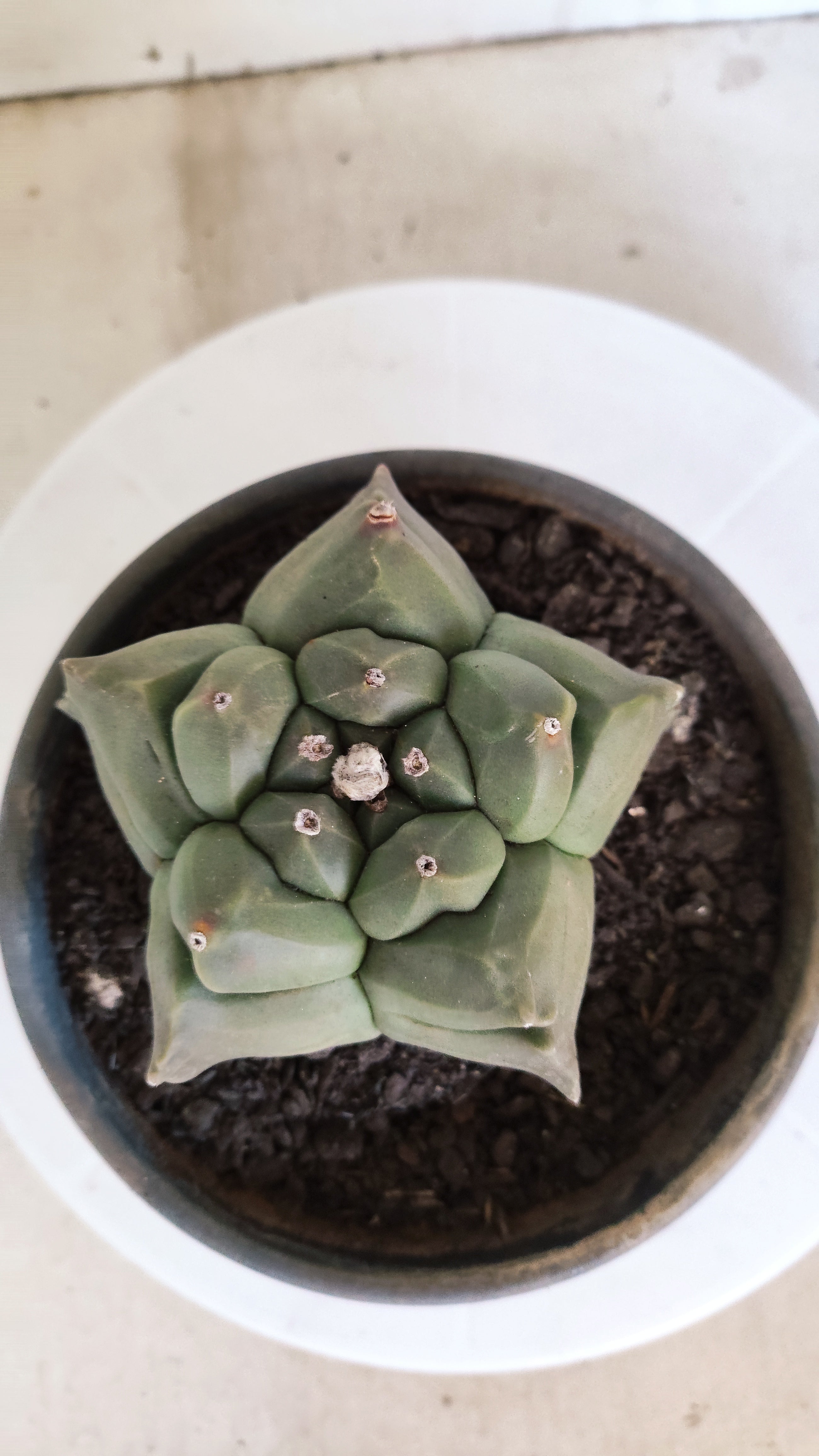 MATRIZ ASTROPHYTUM cv KIKKO   Nº 1080 – vaso 15