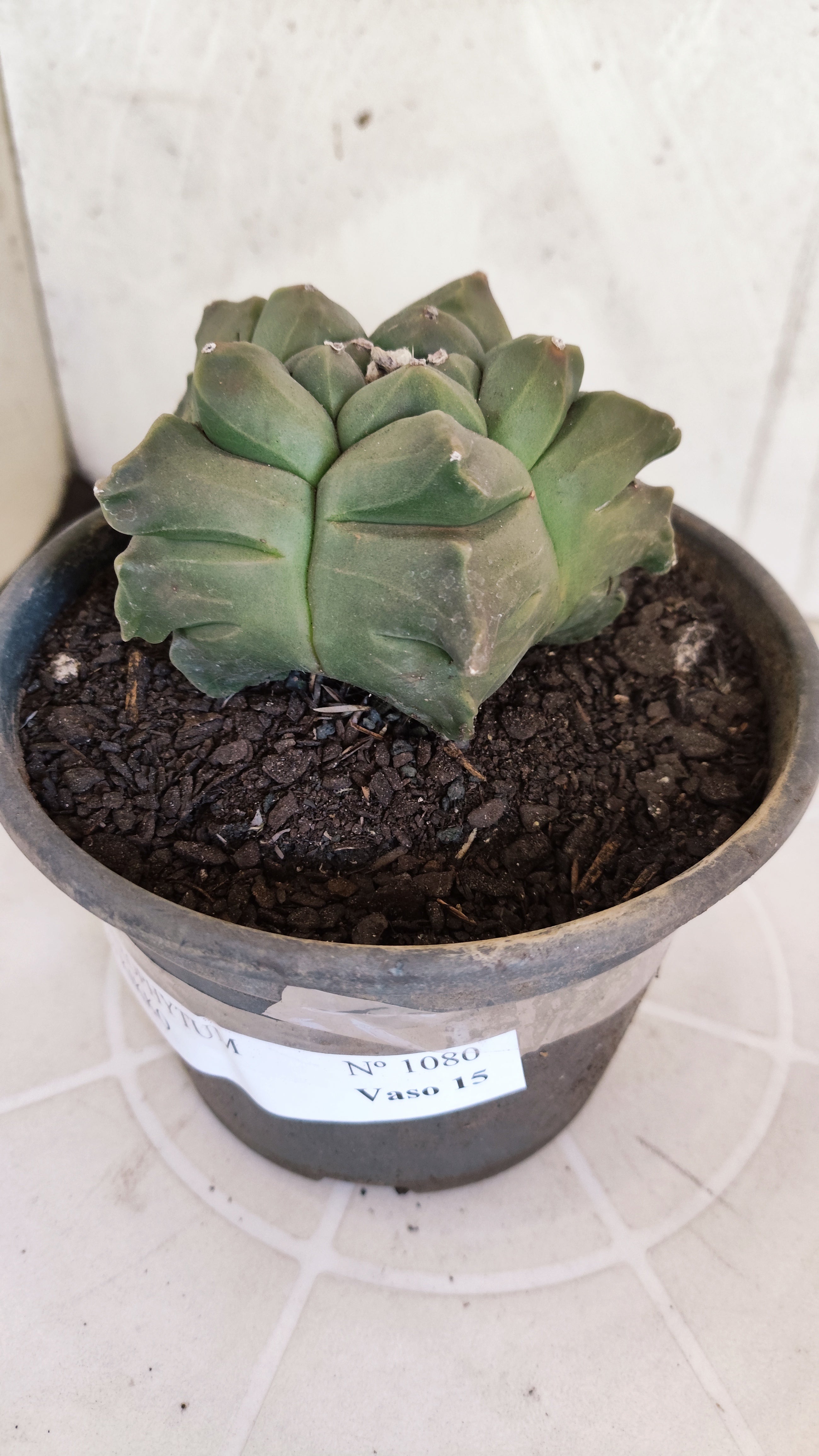 MATRIZ ASTROPHYTUM cv KIKKO   Nº 1080 – vaso 15