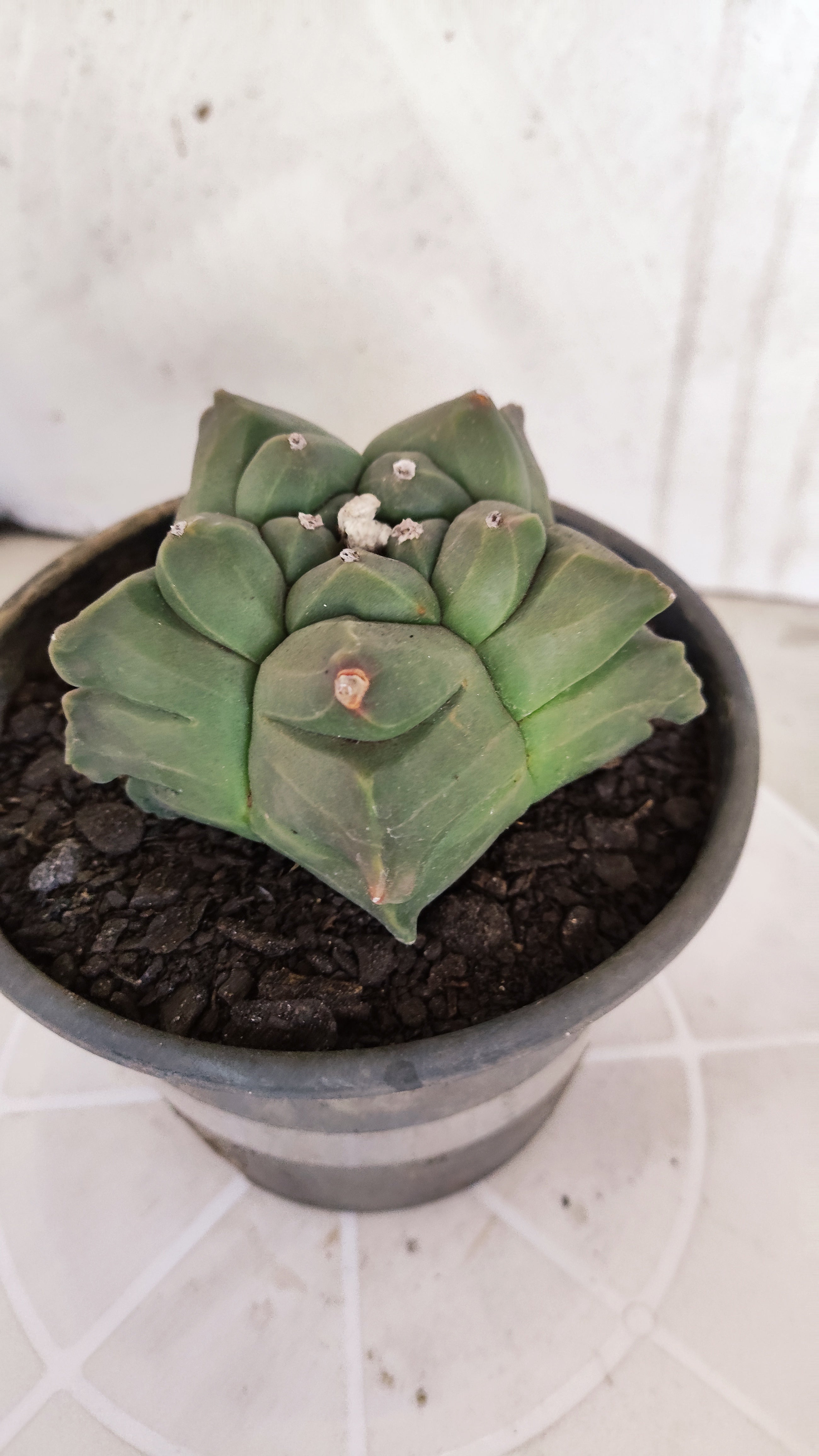 MATRIZ ASTROPHYTUM cv KIKKO   Nº 1080 – vaso 15