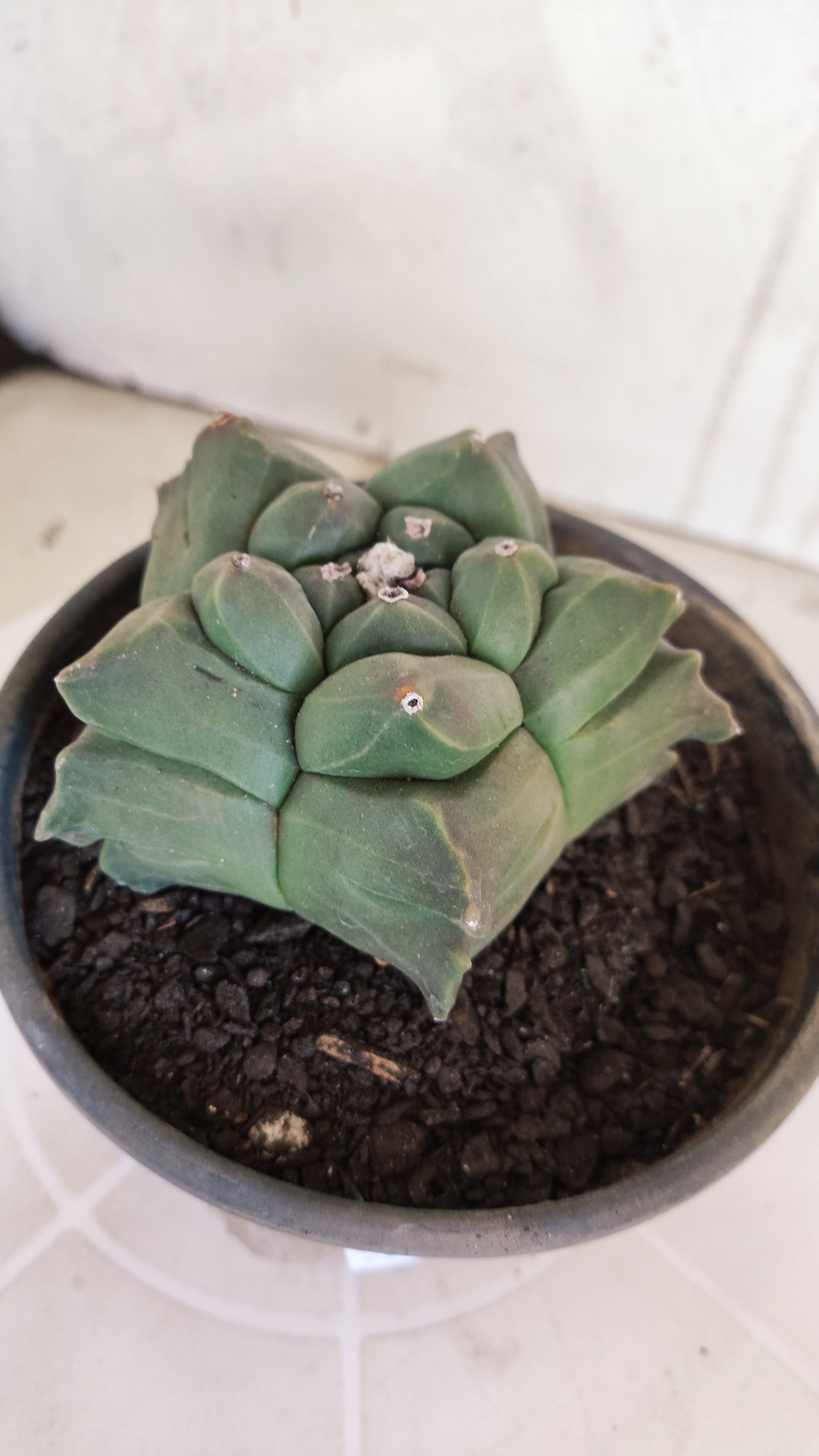MATRIZ ASTROPHYTUM cv KIKKO   Nº 1080 – vaso 15