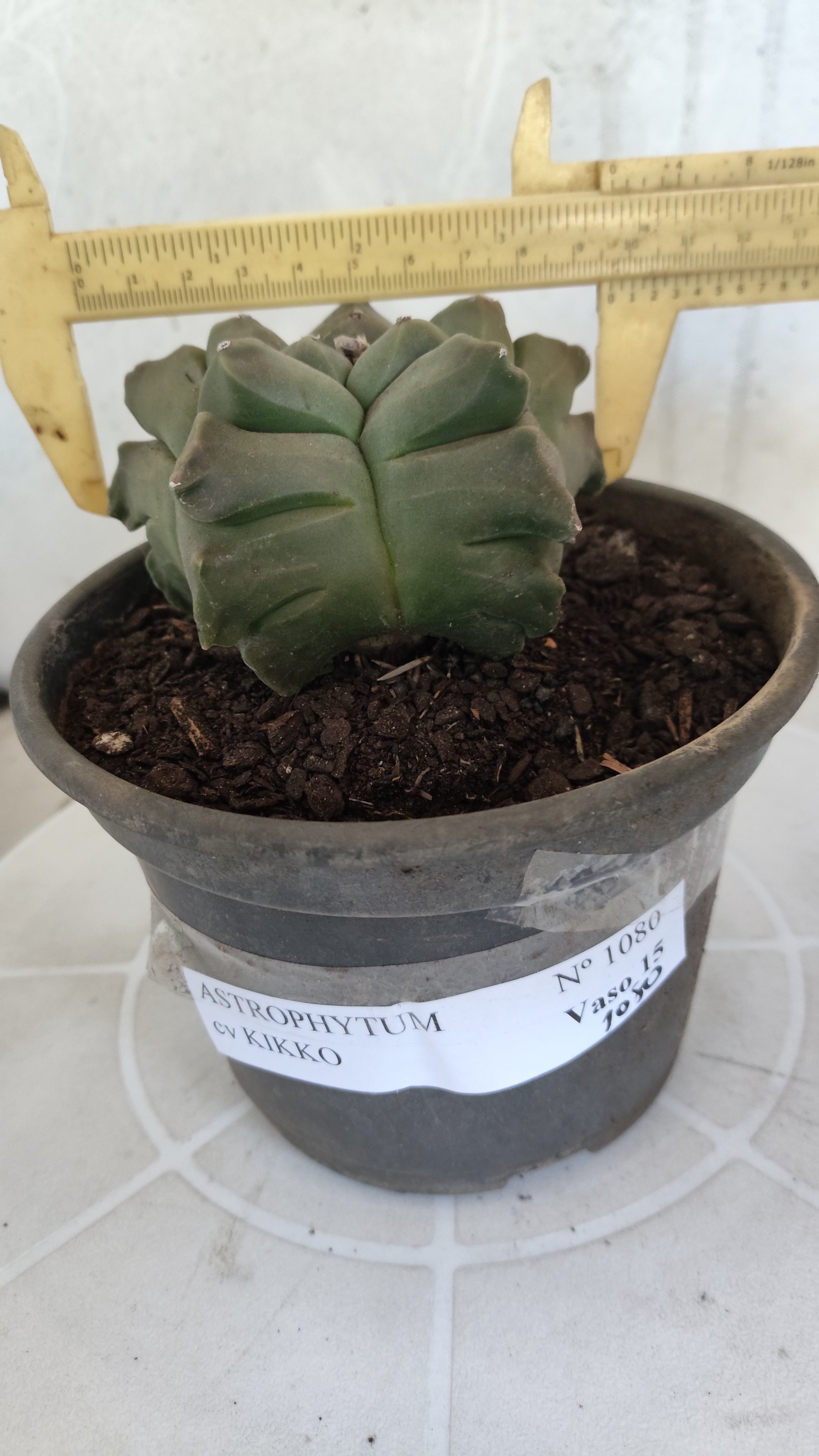 MATRIZ ASTROPHYTUM cv KIKKO   Nº 1080 – vaso 15