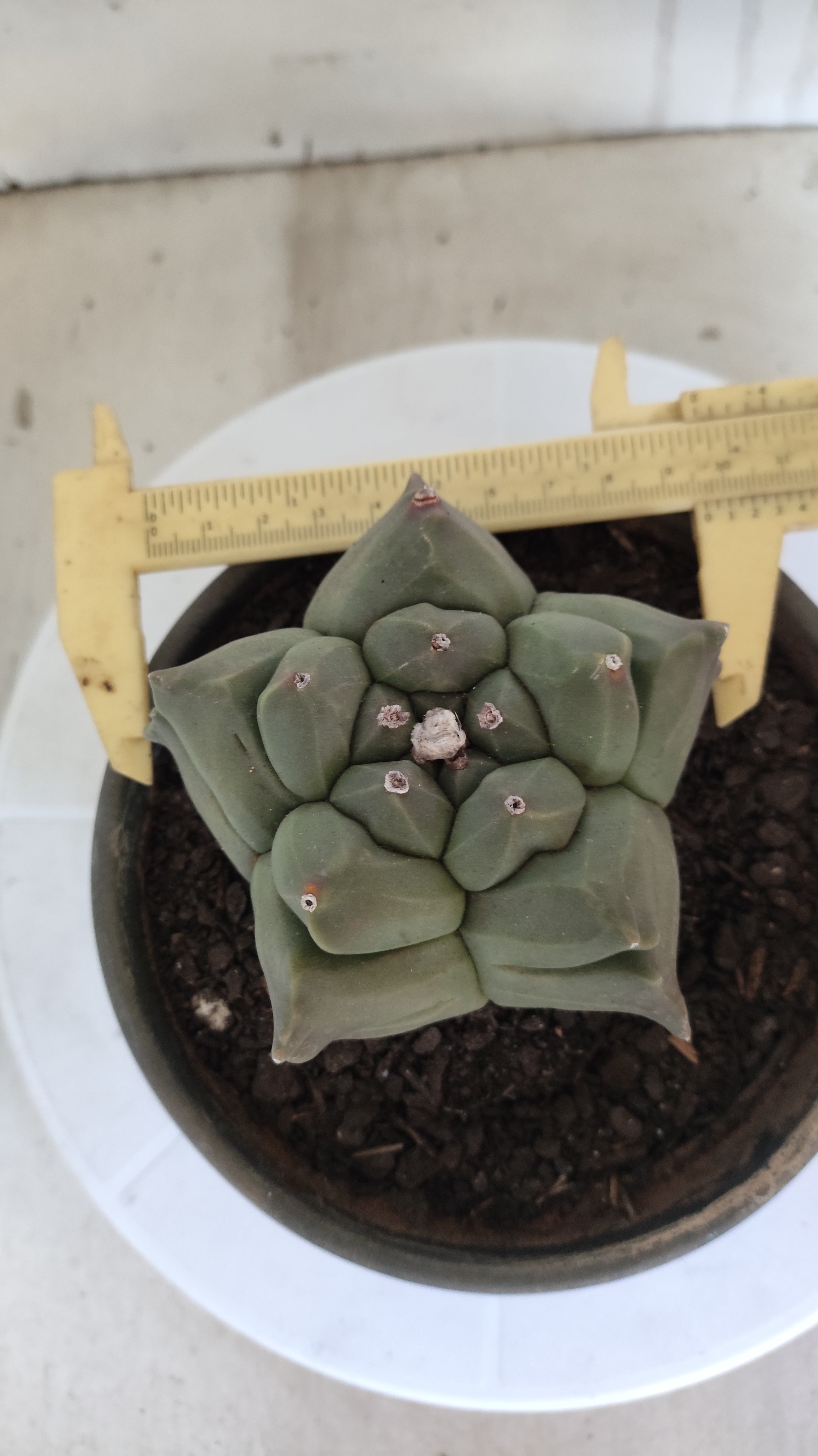 MATRIZ ASTROPHYTUM cv KIKKO   Nº 1080 – vaso 15