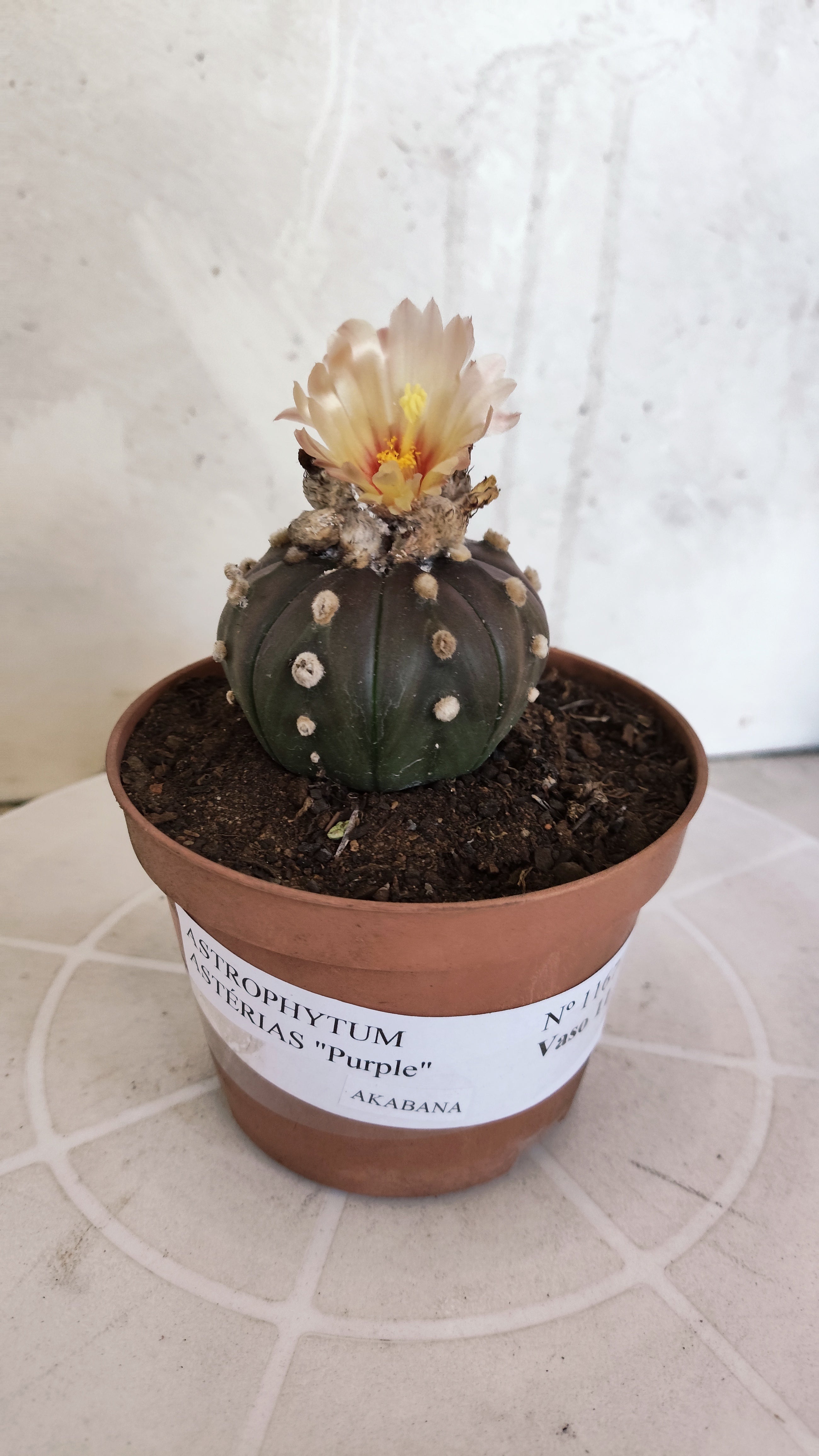 ASTROPHYTUM ASTERIAS “Purple AKABANA”  Nº 1167 – vaso 11