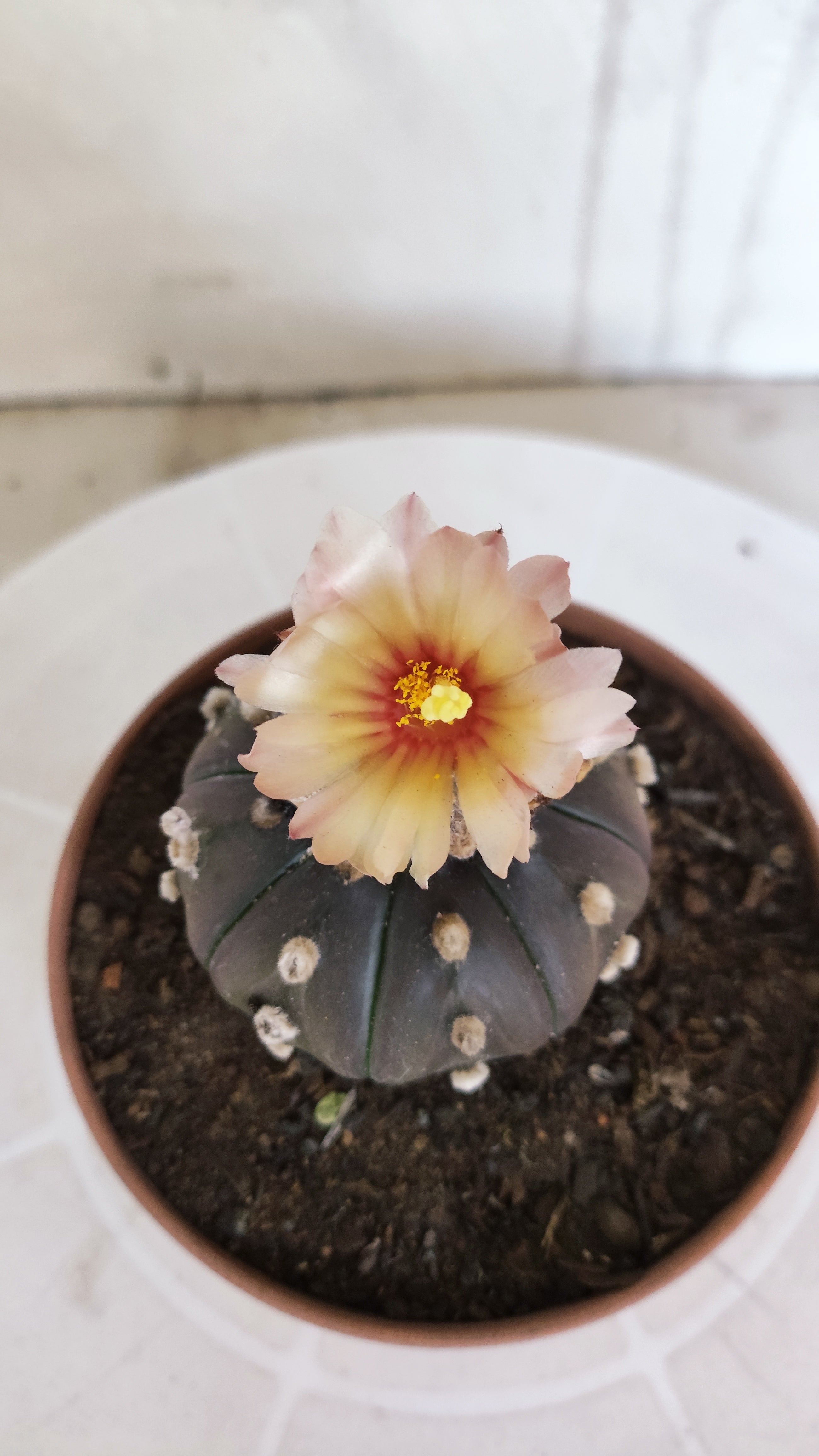 ASTROPHYTUM ASTERIAS “Purple AKABANA”  Nº 1167 – vaso 11