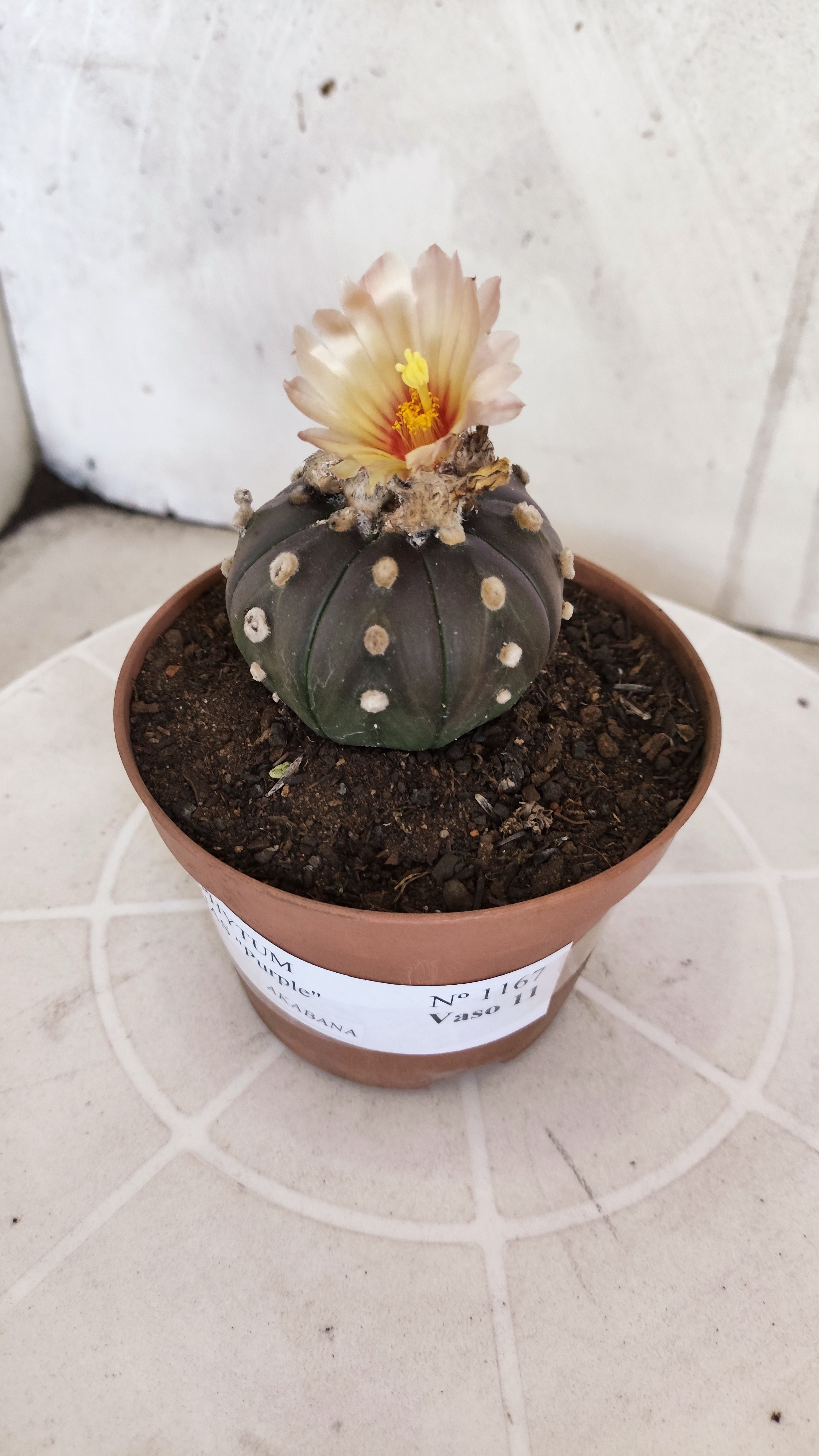 ASTROPHYTUM ASTERIAS “Purple AKABANA”  Nº 1167 – vaso 11