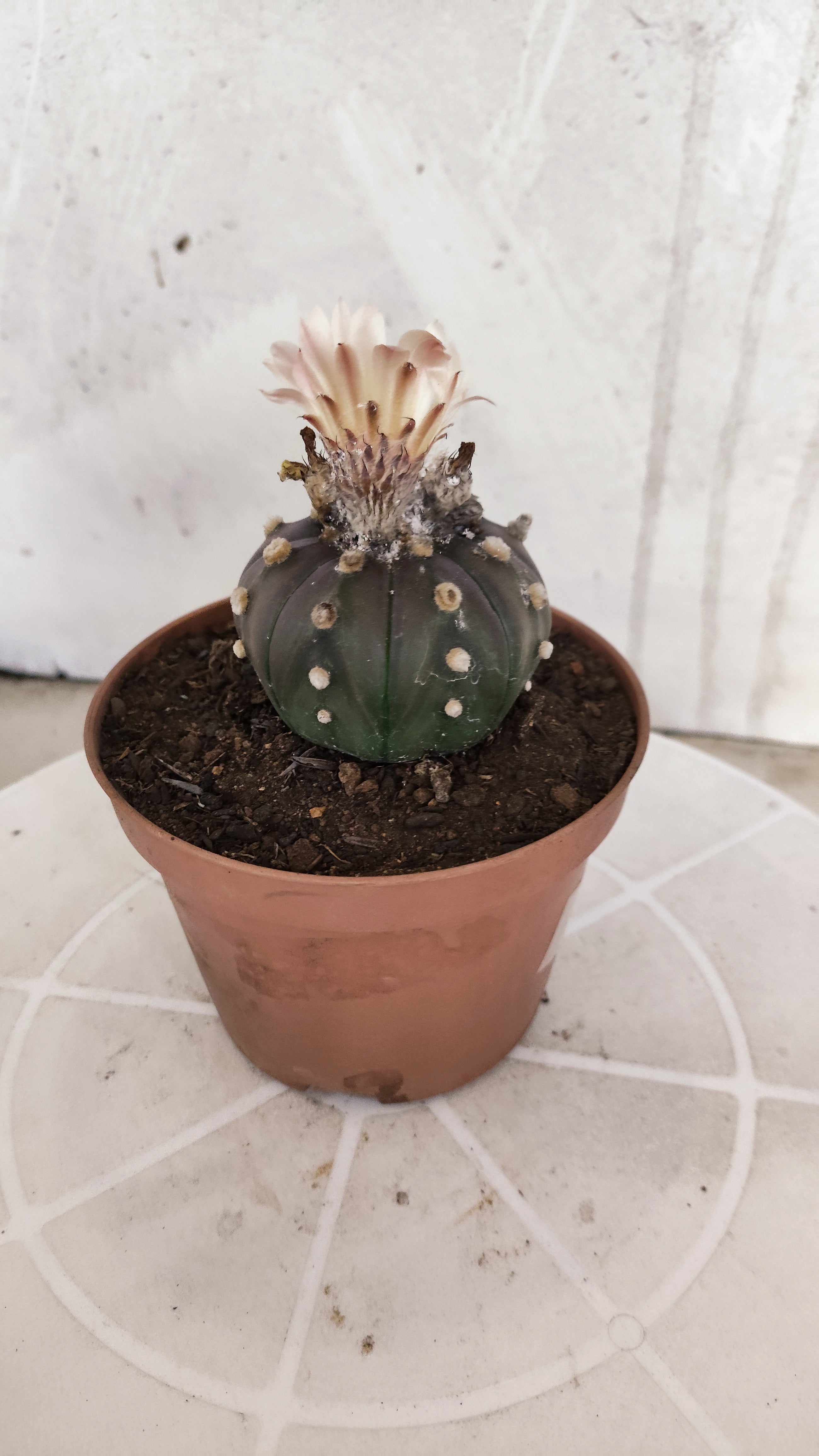 ASTROPHYTUM ASTERIAS “Purple AKABANA”  Nº 1167 – vaso 11