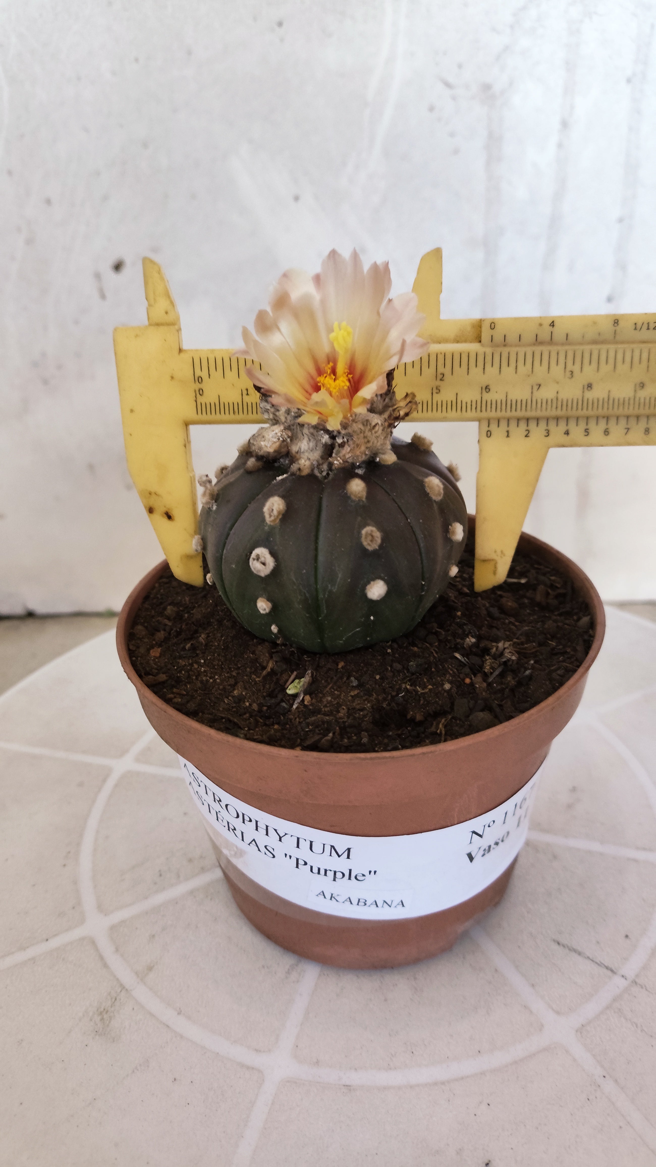 ASTROPHYTUM ASTERIAS “Purple AKABANA”  Nº 1167 – vaso 11