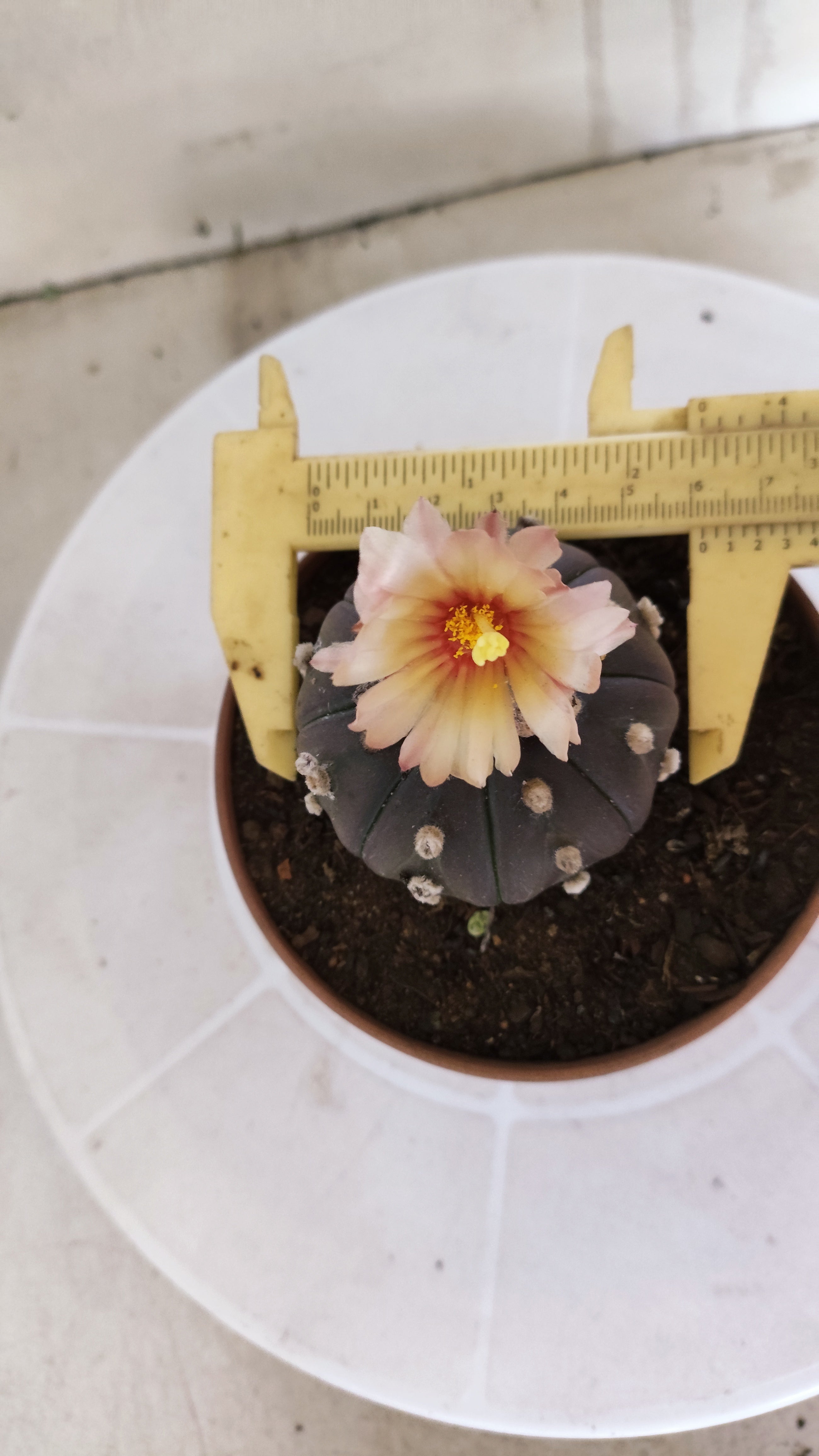 ASTROPHYTUM ASTERIAS “Purple AKABANA”  Nº 1167 – vaso 11