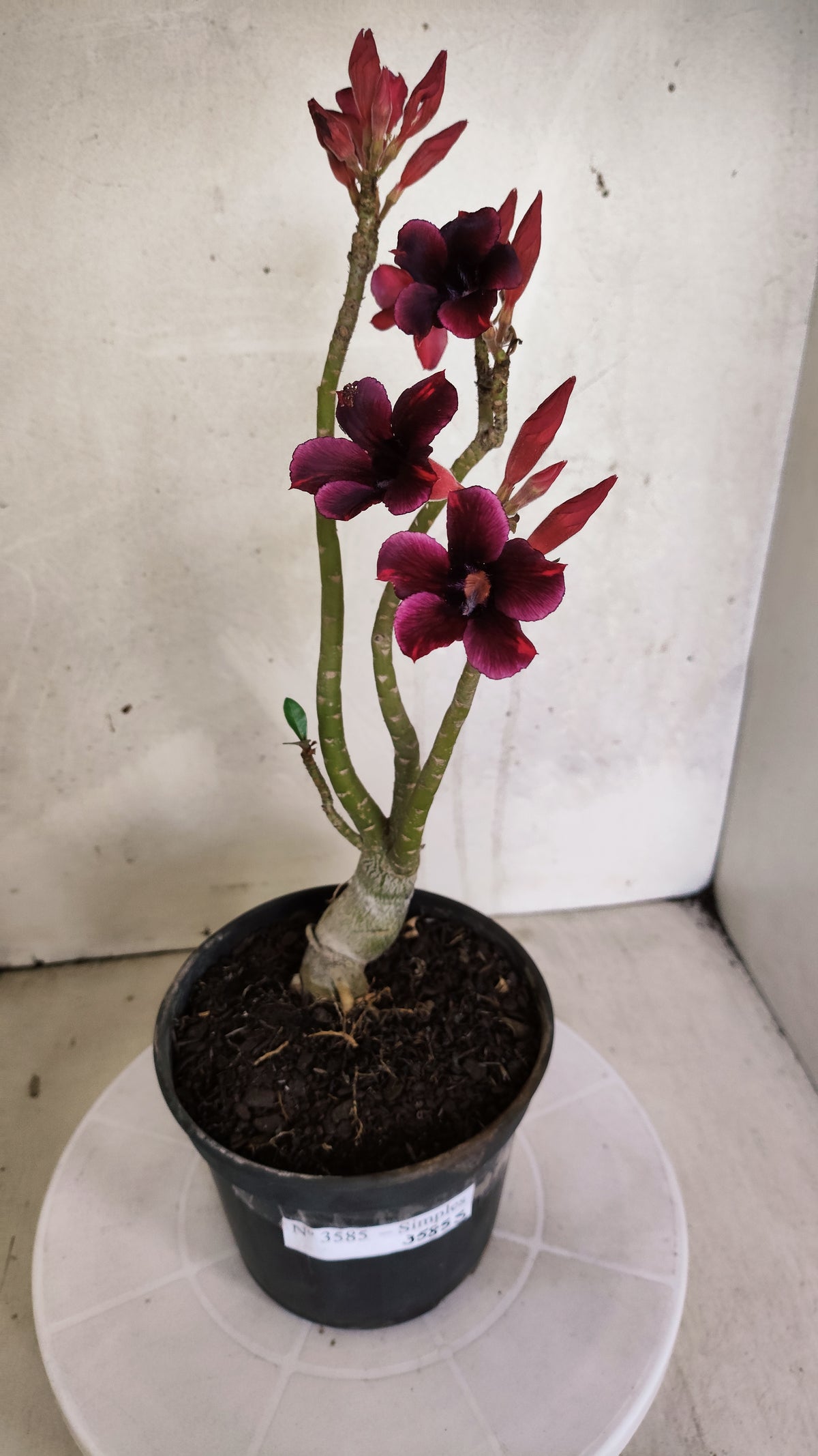 Planta Simples 3585 – 30cm – 02 anos
