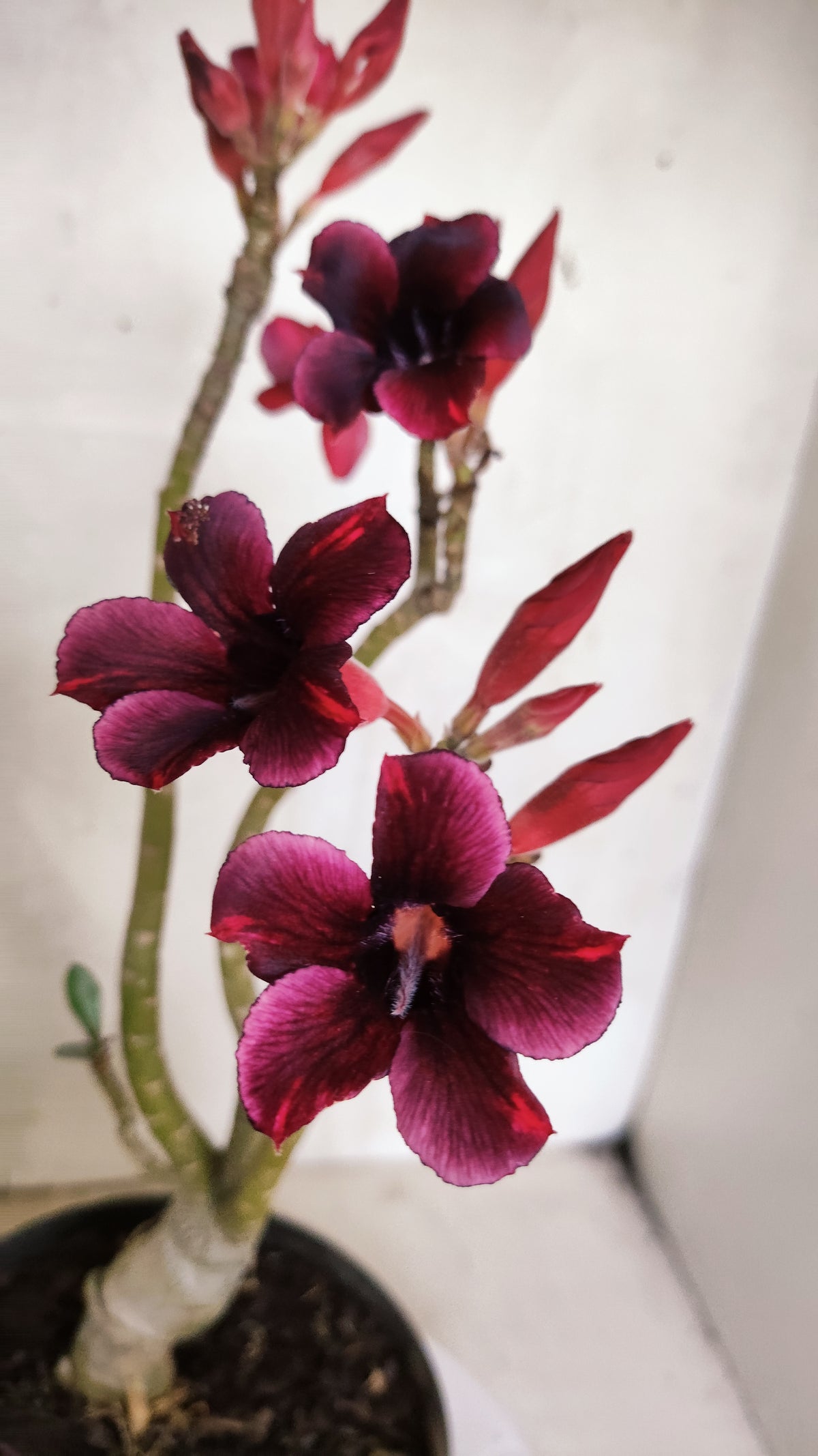 Planta Simples 3585 – 30cm – 02 anos