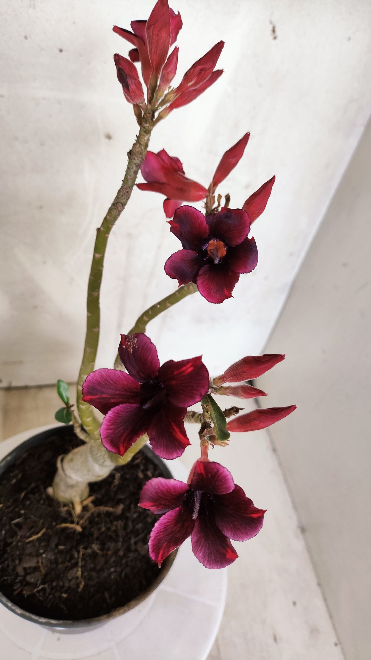 Planta Simples 3585 – 30cm – 02 anos