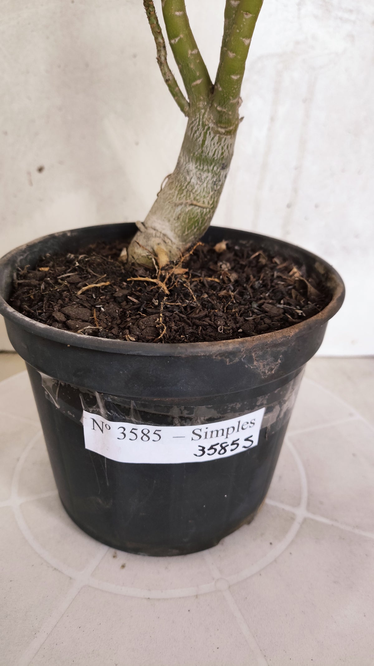Planta Simples 3585 – 30cm – 02 anos