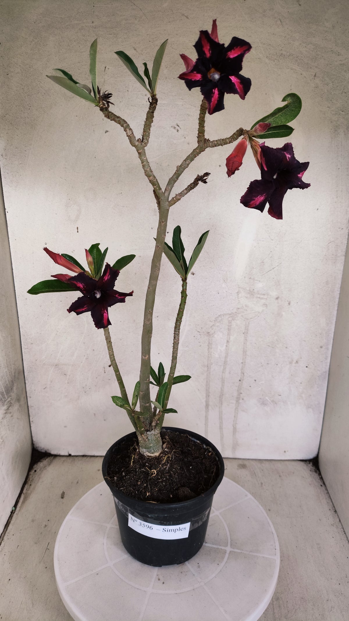Planta Simples 3596 – 35cm – 03 anos