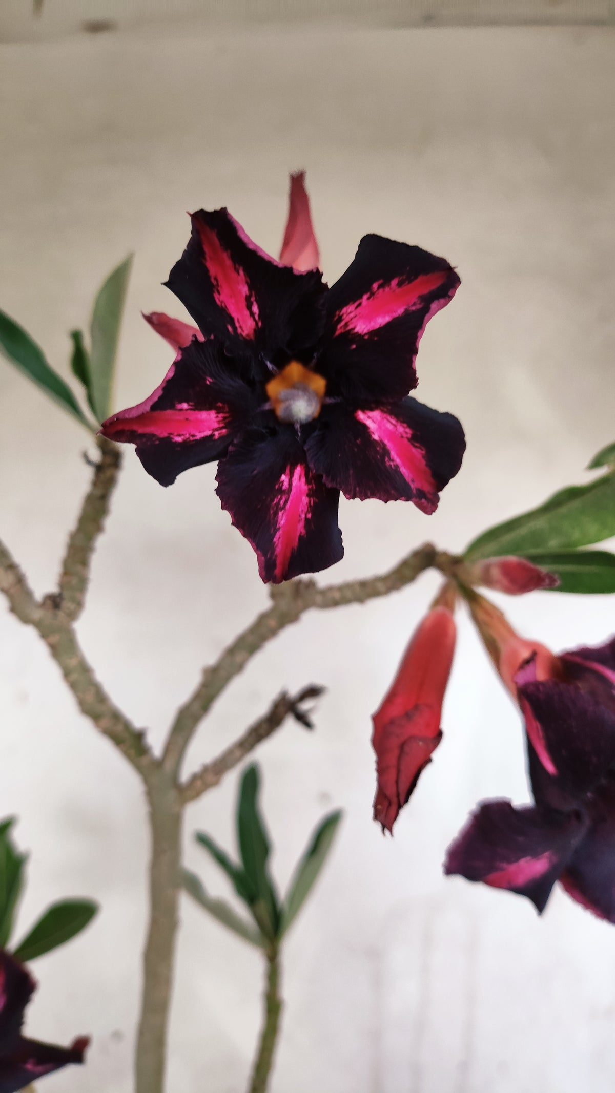 Planta Simples 3596 – 35cm – 03 anos