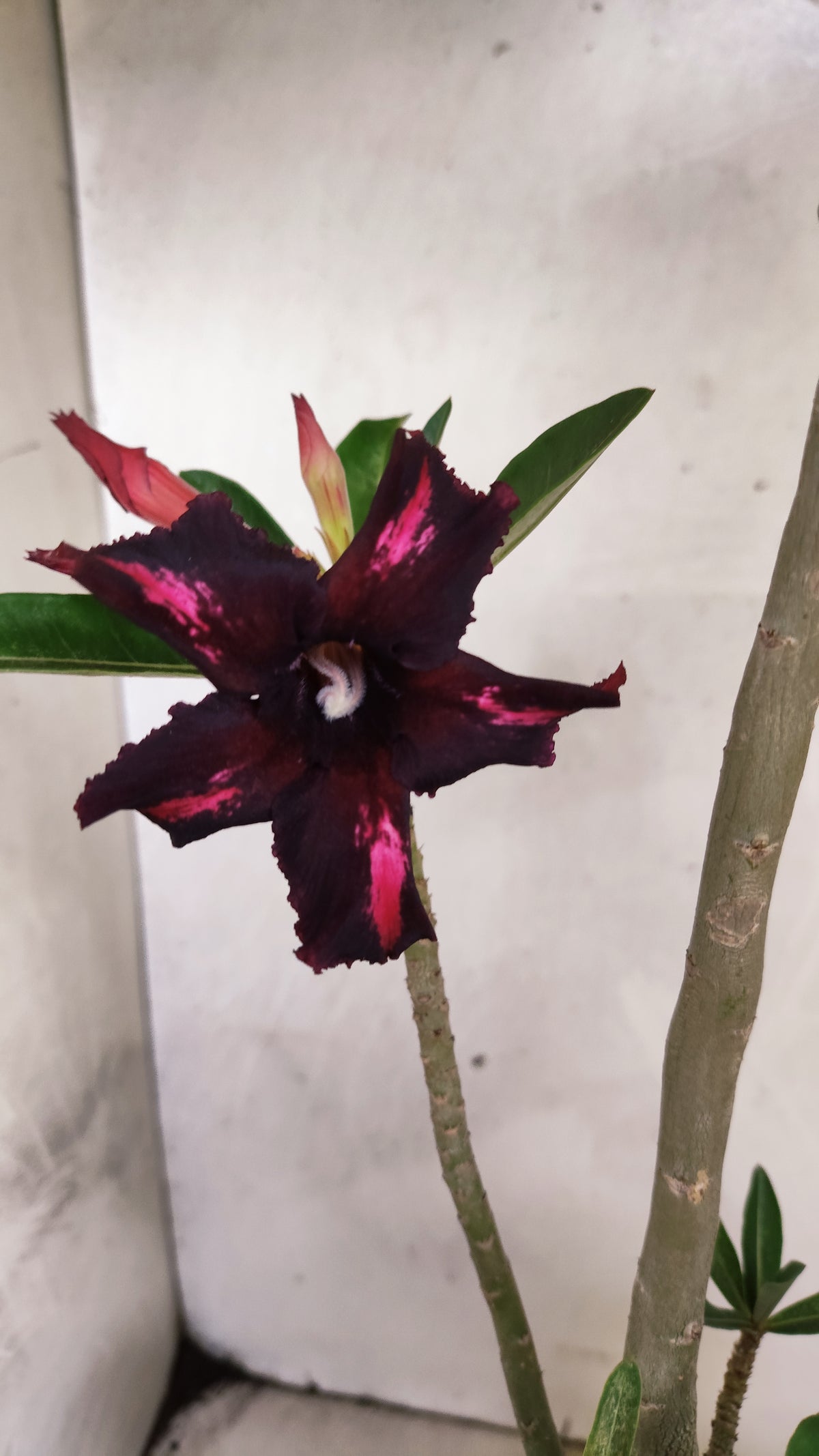 Planta Simples 3596 – 35cm – 03 anos