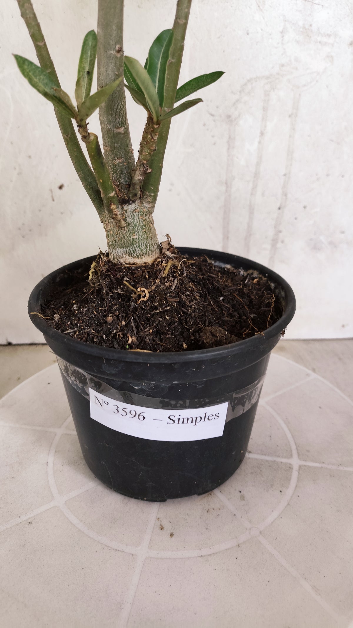 Planta Simples 3596 – 35cm – 03 anos
