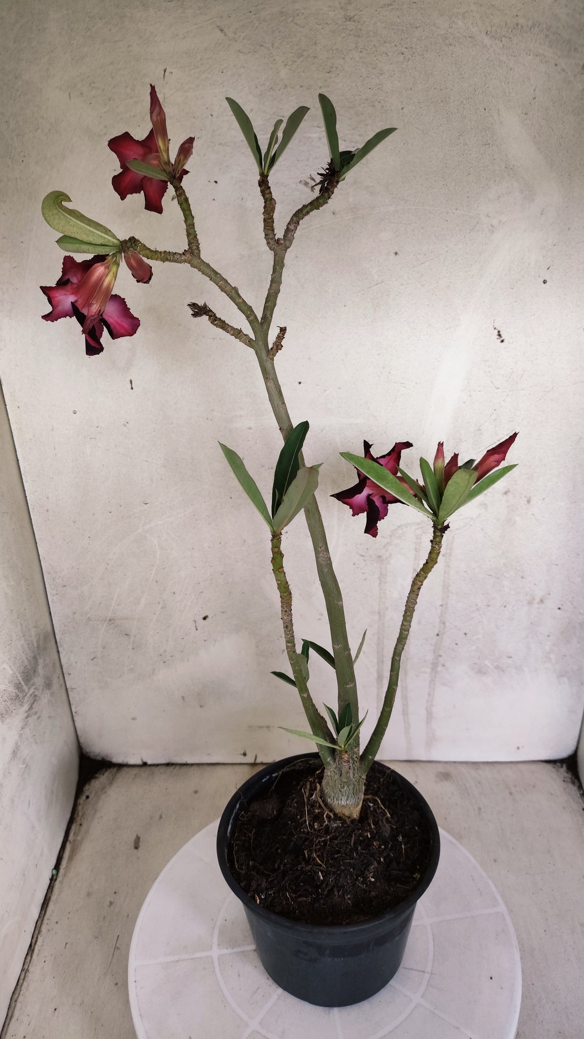 Planta Simples 3596 – 35cm – 03 anos