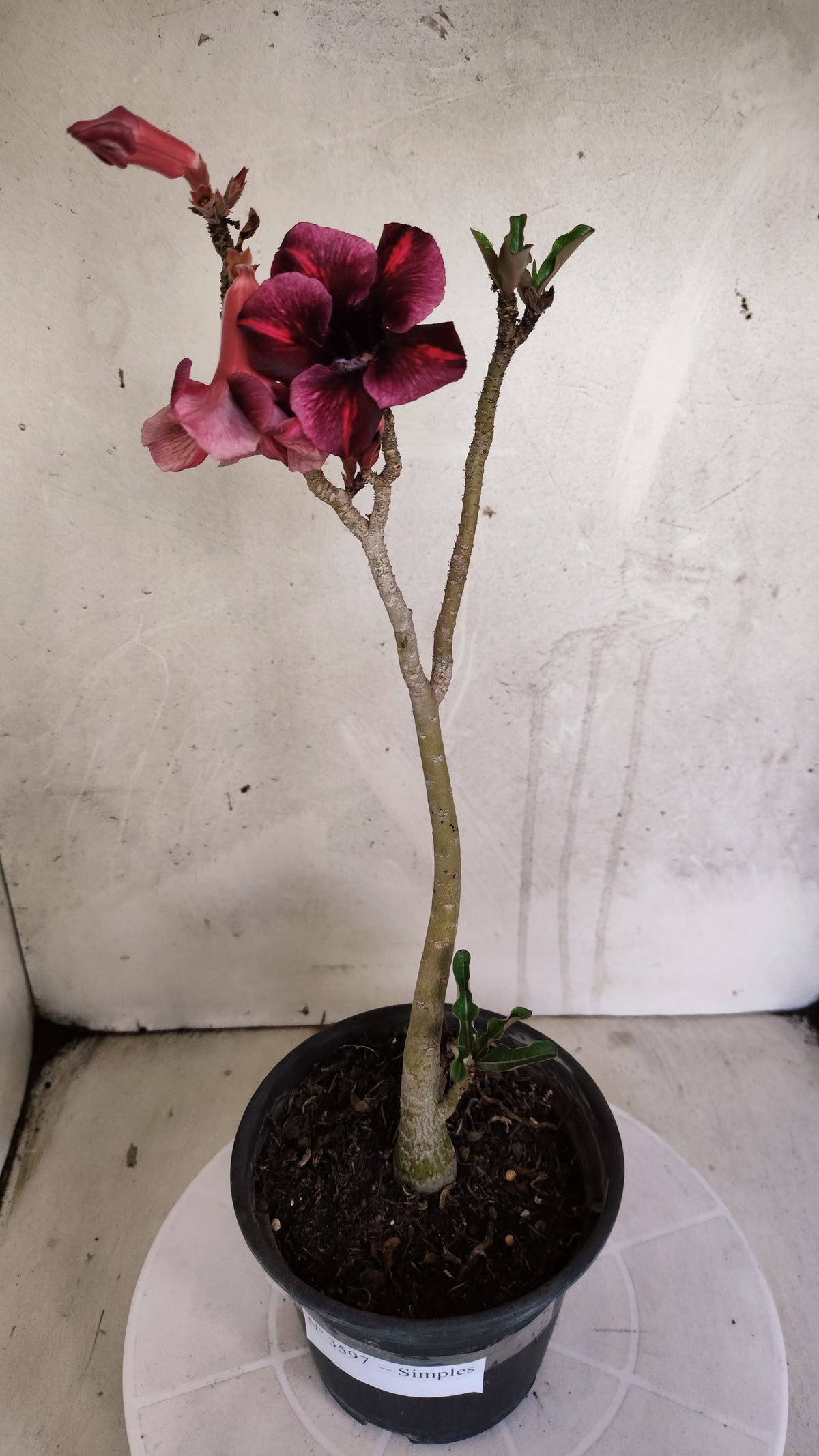 Planta Simples 3597 – 30cm – 02 anos