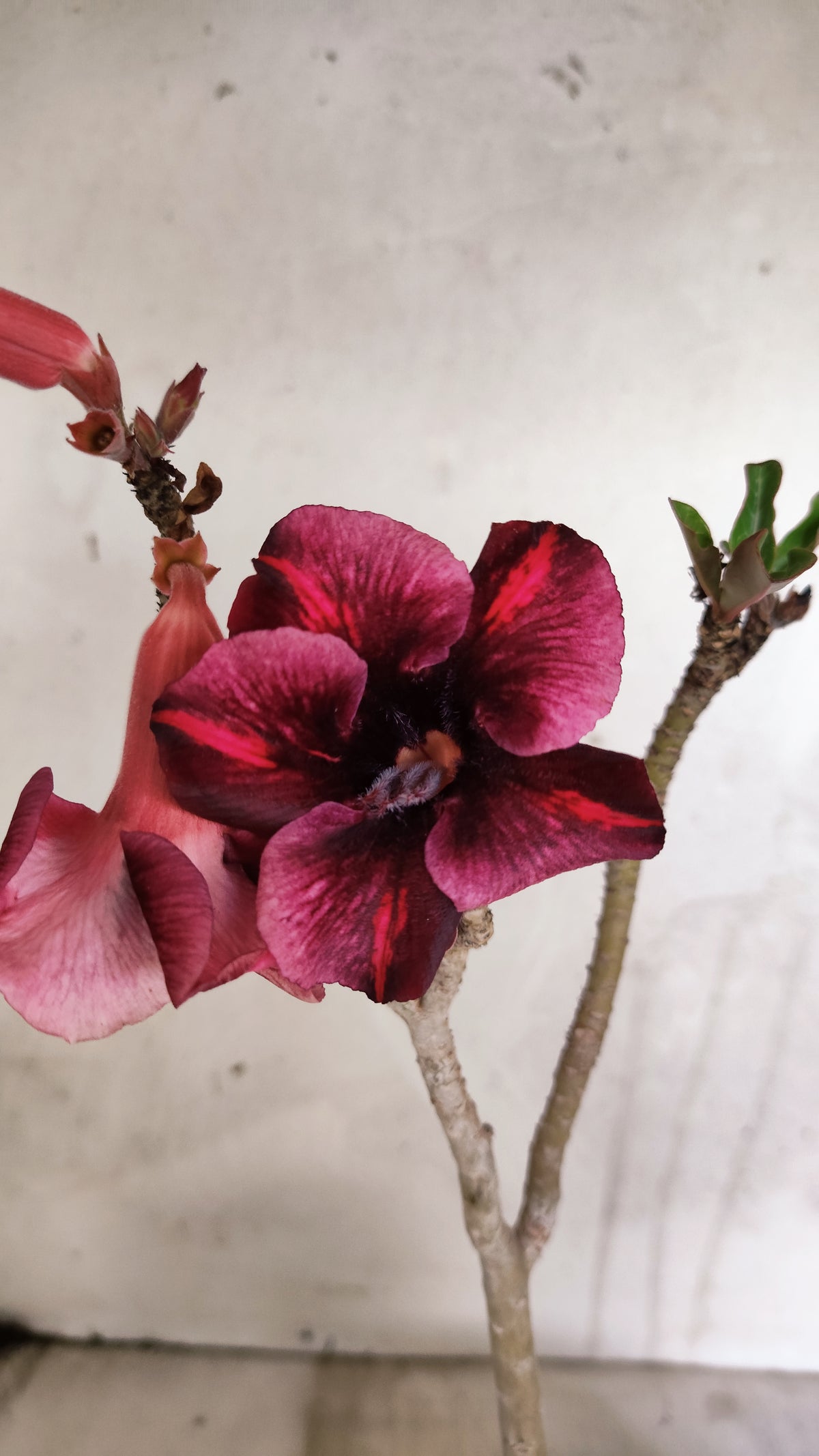 Planta Simples 3597 – 30cm – 02 anos