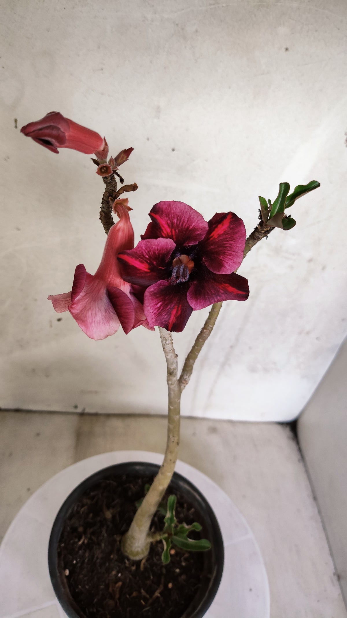 Planta Simples 3597 – 30cm – 02 anos