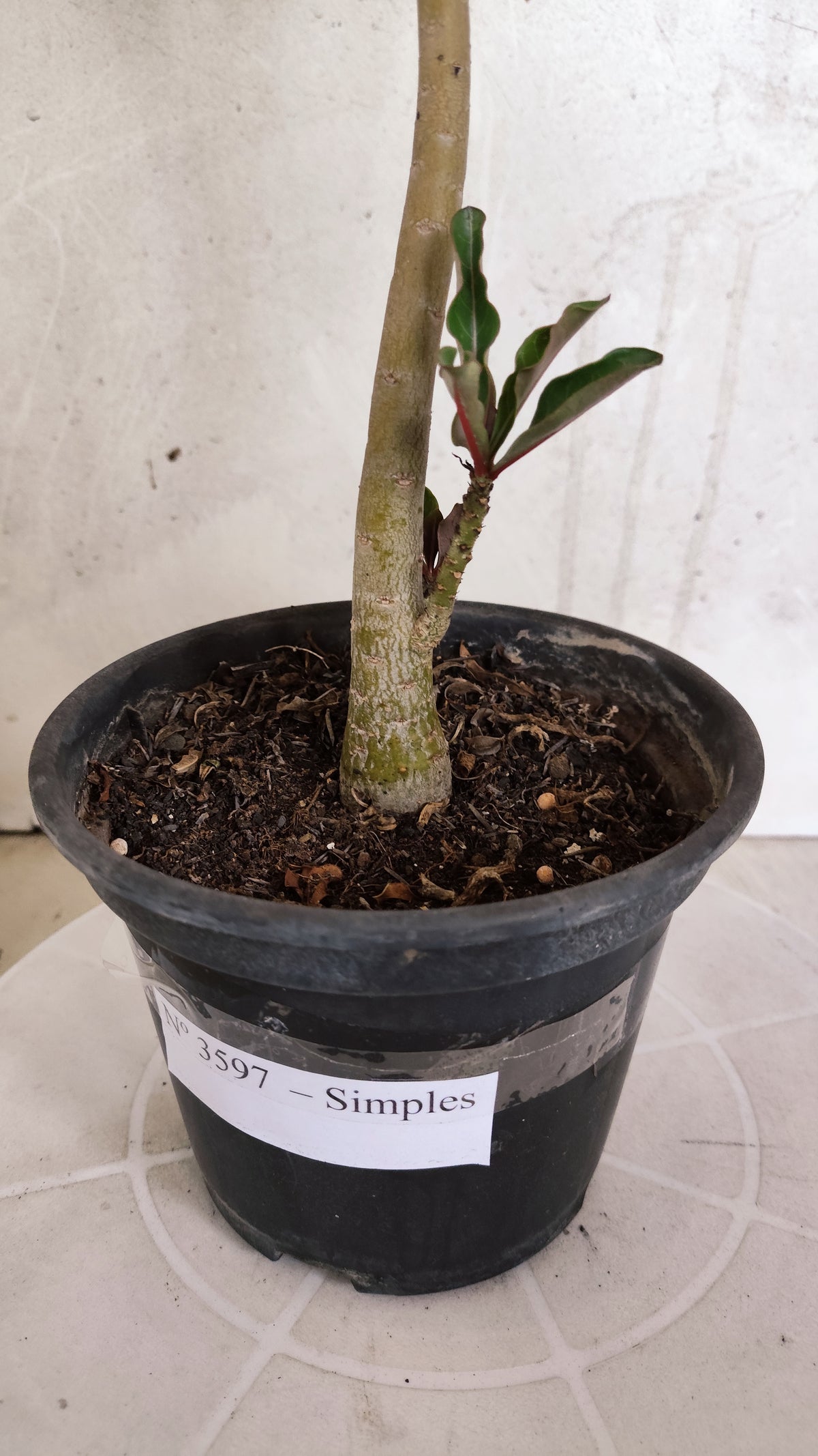 Planta Simples 3597 – 30cm – 02 anos
