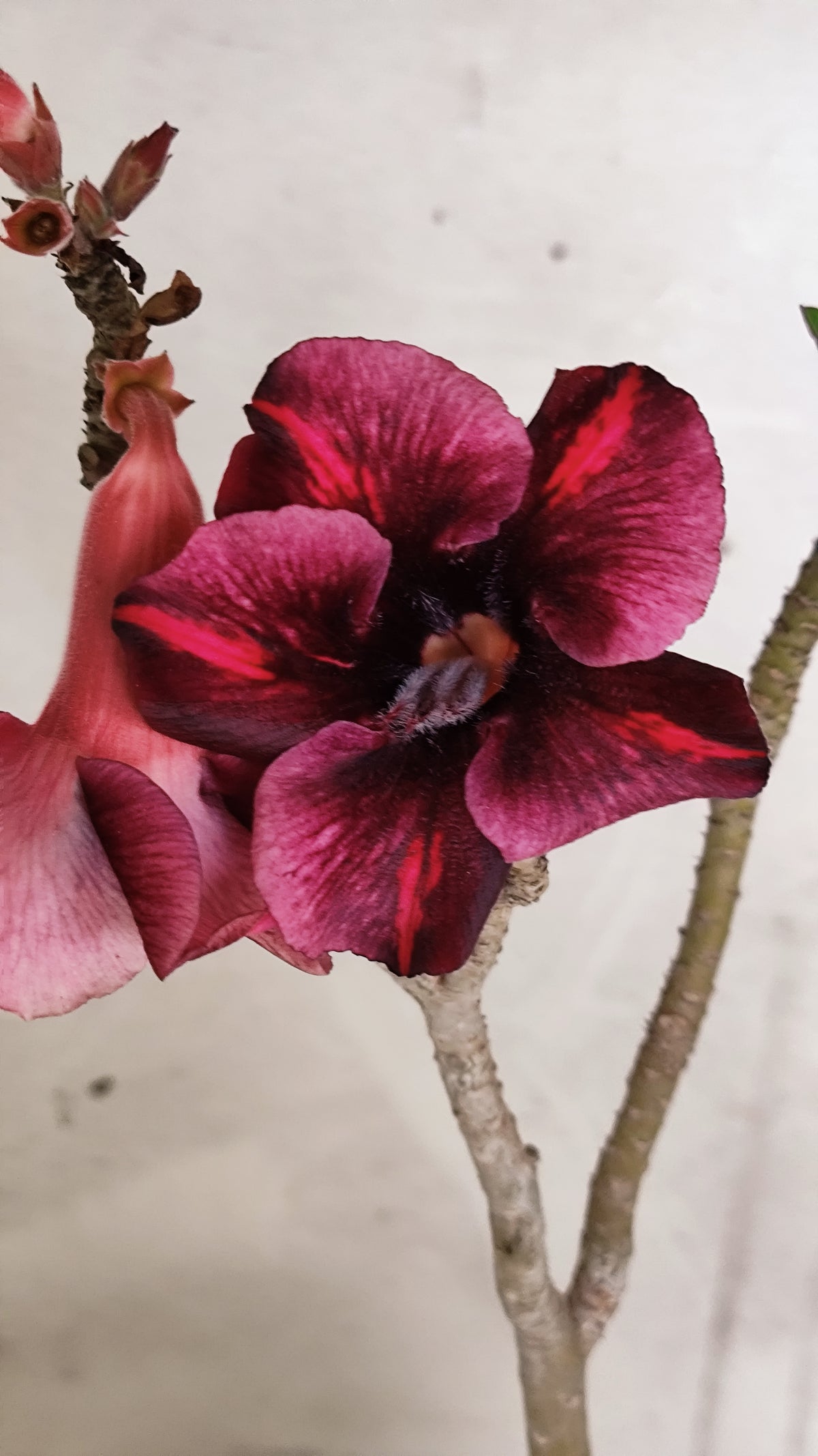 Planta Simples 3597 – 30cm – 02 anos