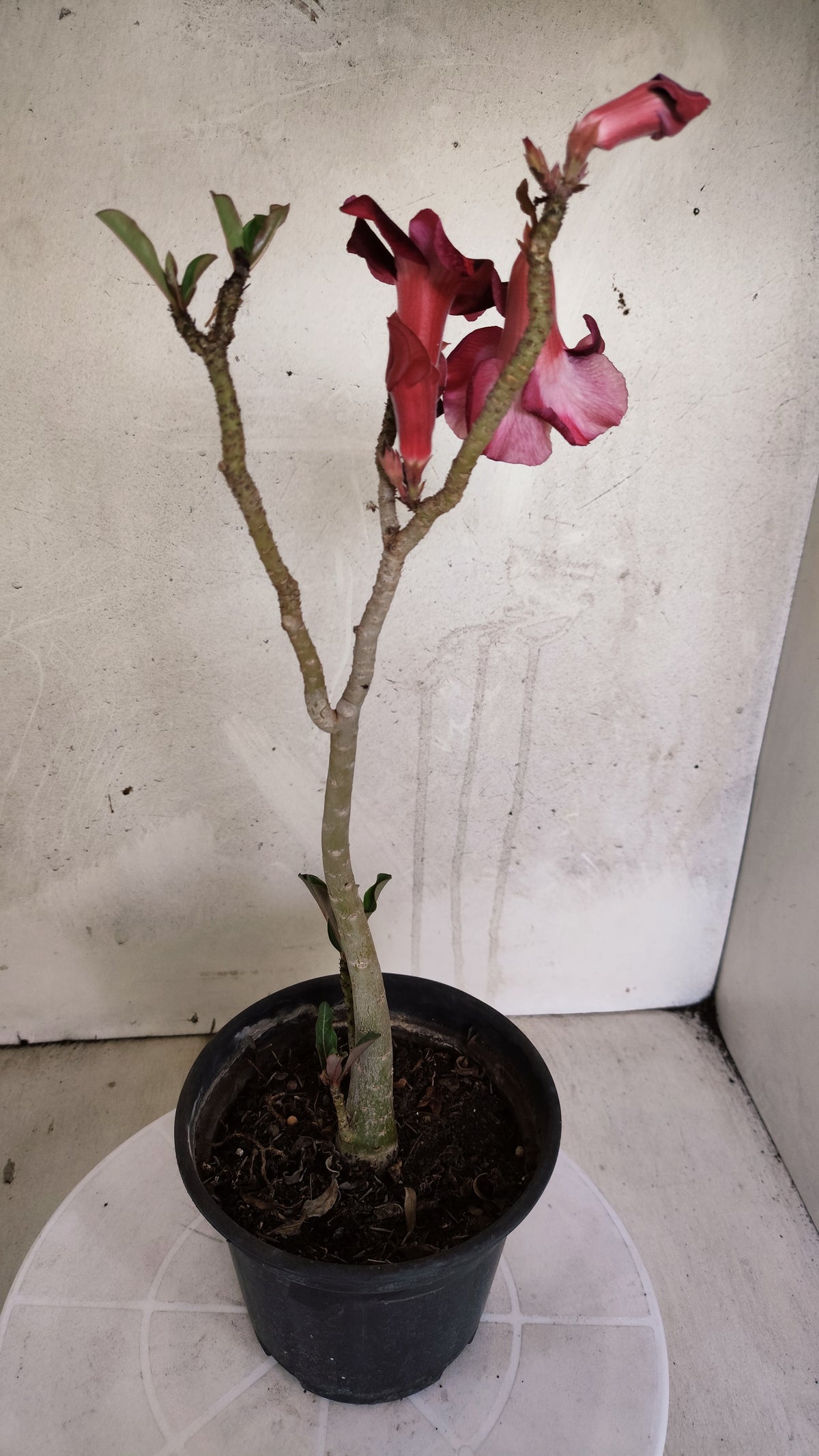 Planta Simples 3597 – 30cm – 02 anos