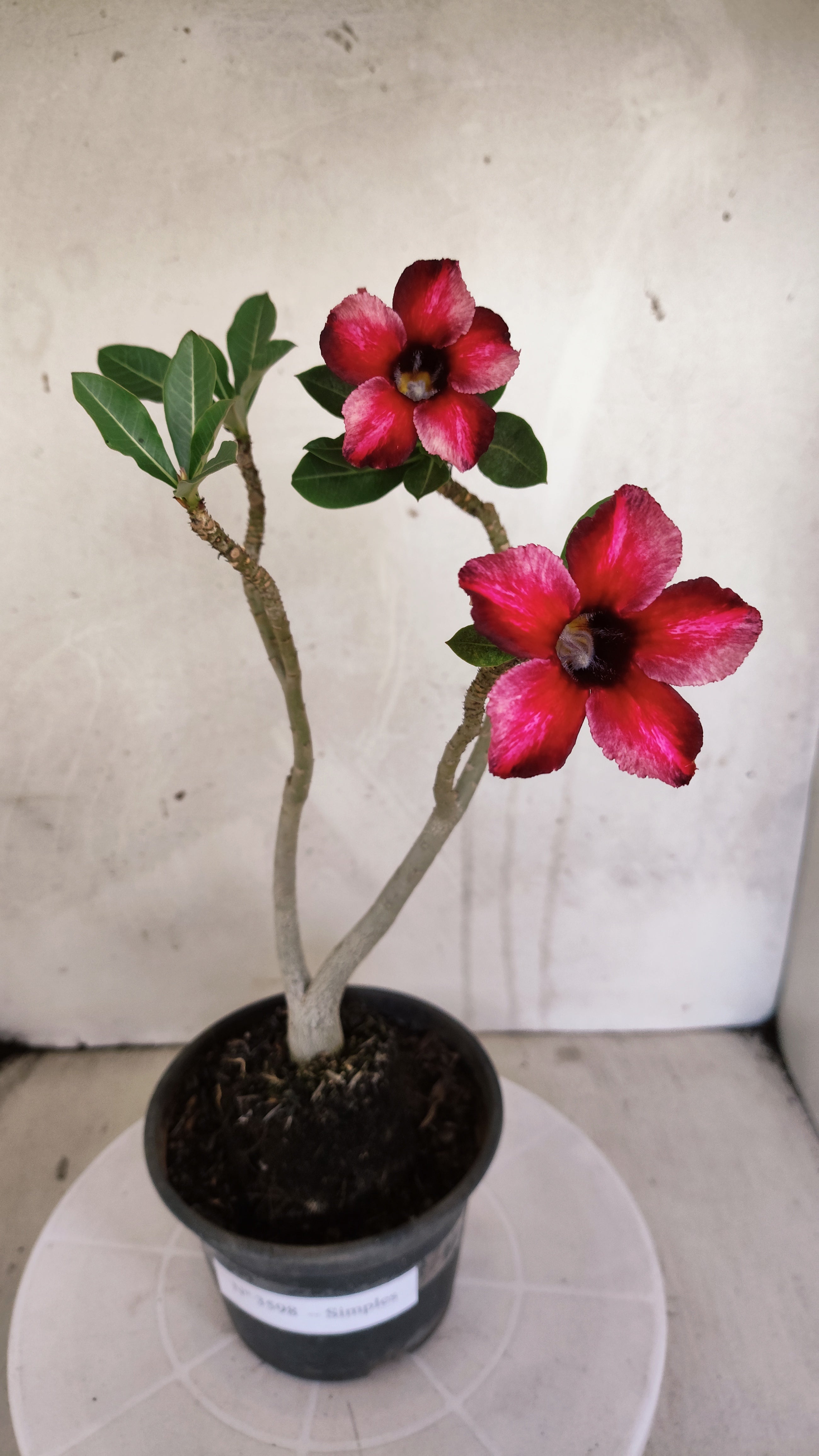 Planta Simples 3598 – 30cm – 02 anos