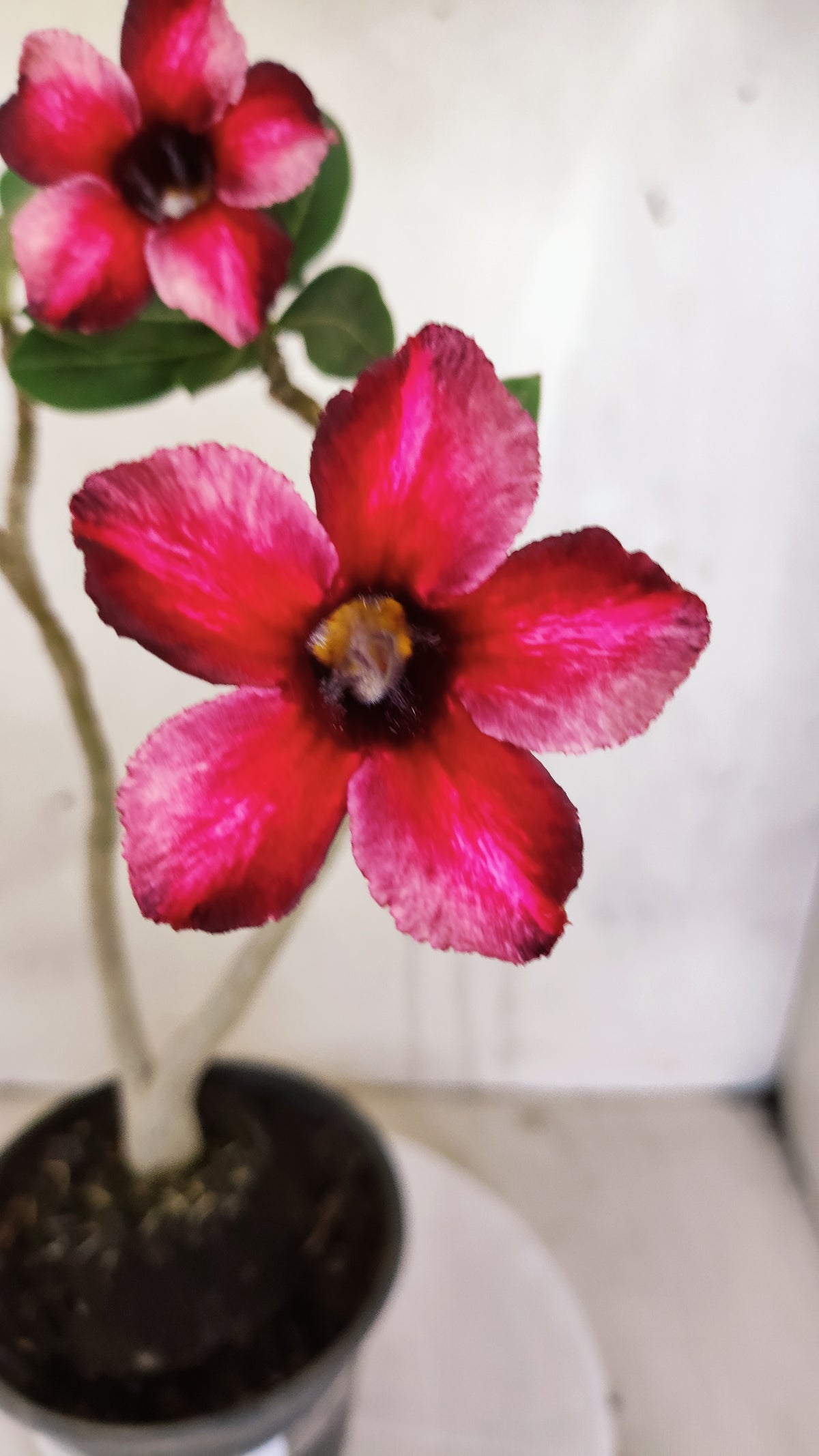 Planta Simples 3598 – 30cm – 02 anos