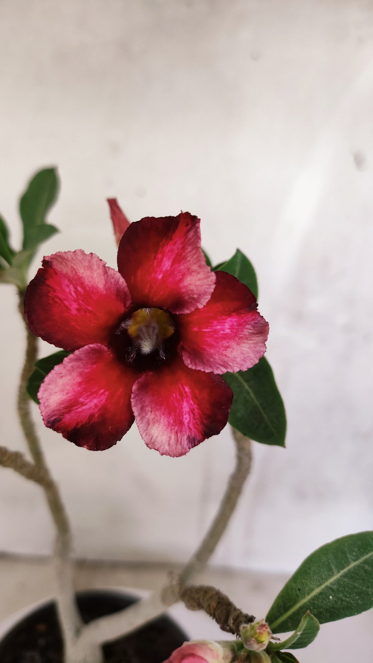 Planta Simples 3598 – 30cm – 02 anos