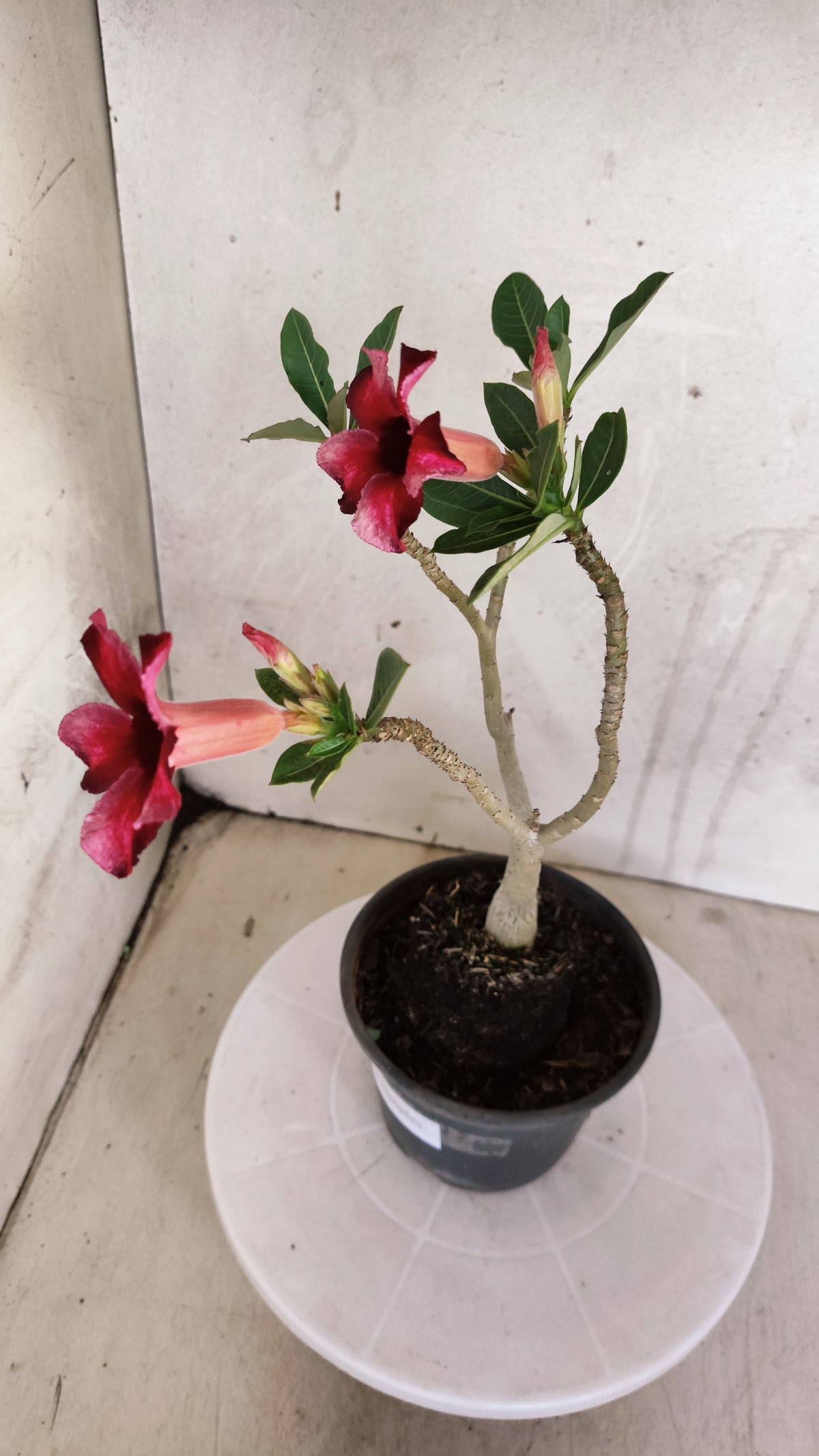 Planta Simples 3598 – 30cm – 02 anos